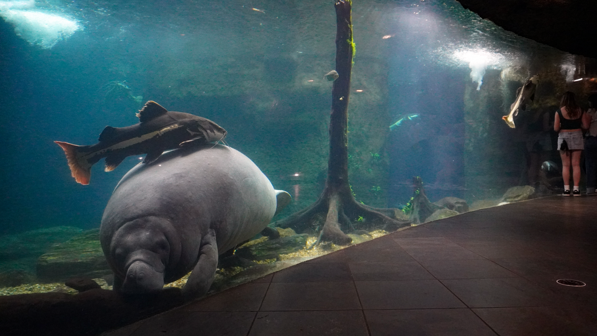 Apr. 2025 - Orinoco Rainforest: Aquatic - The River - Antillean Manatee + Others Tank