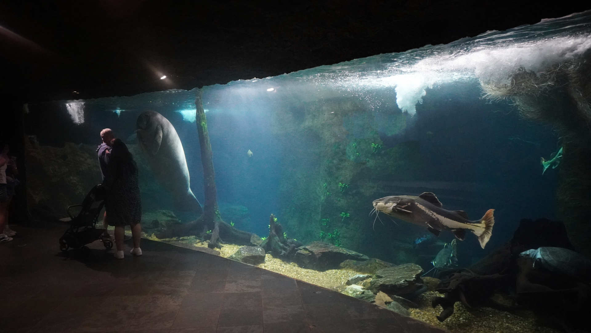 Apr. 2025 - Orinoco Rainforest: Aquatic - The River - Antillean Manatee + Others Tank