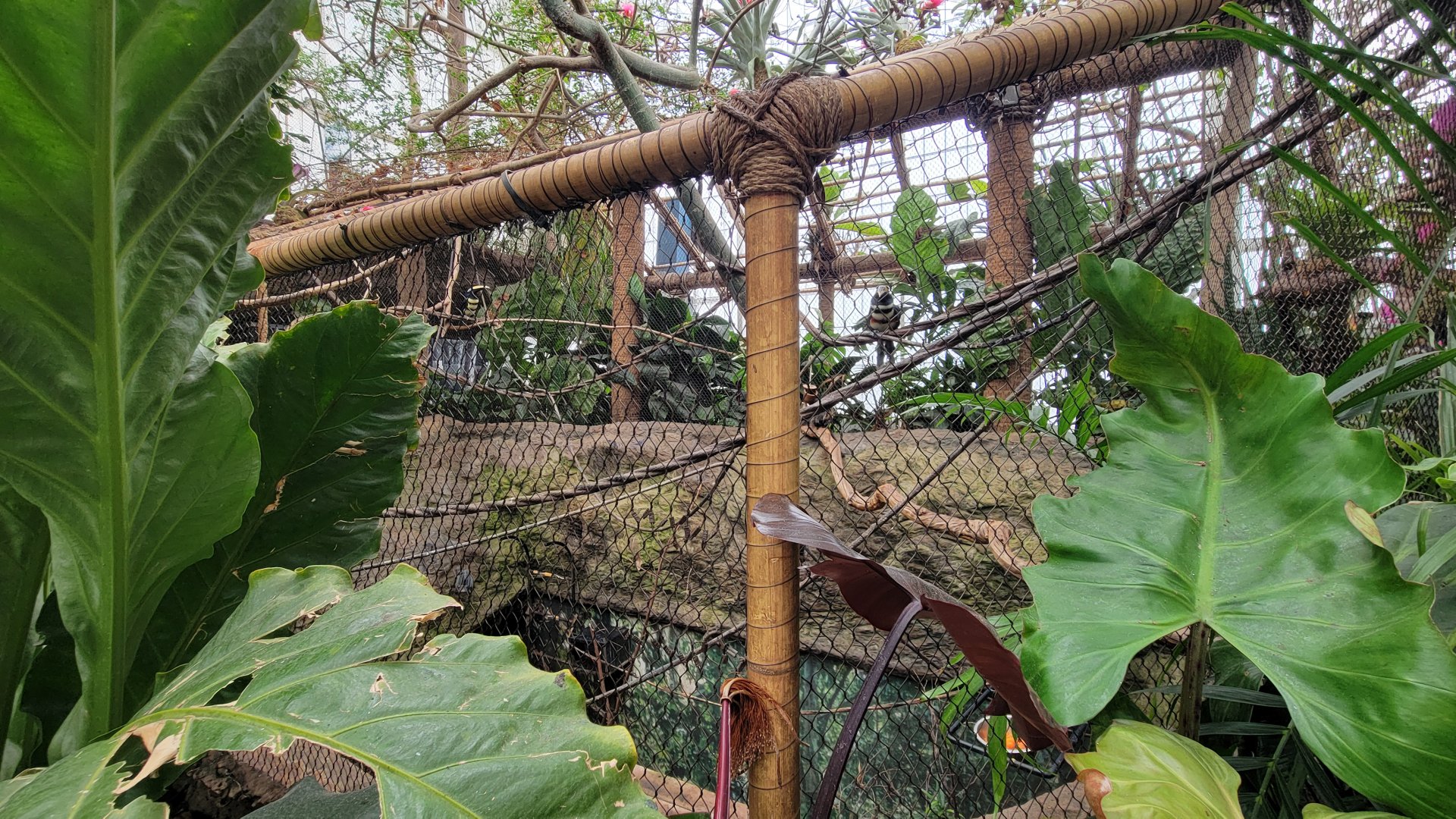 Apr. 2025 - Orinoco Rainforest: Canopy - Aracari & Tamarin Exhibit