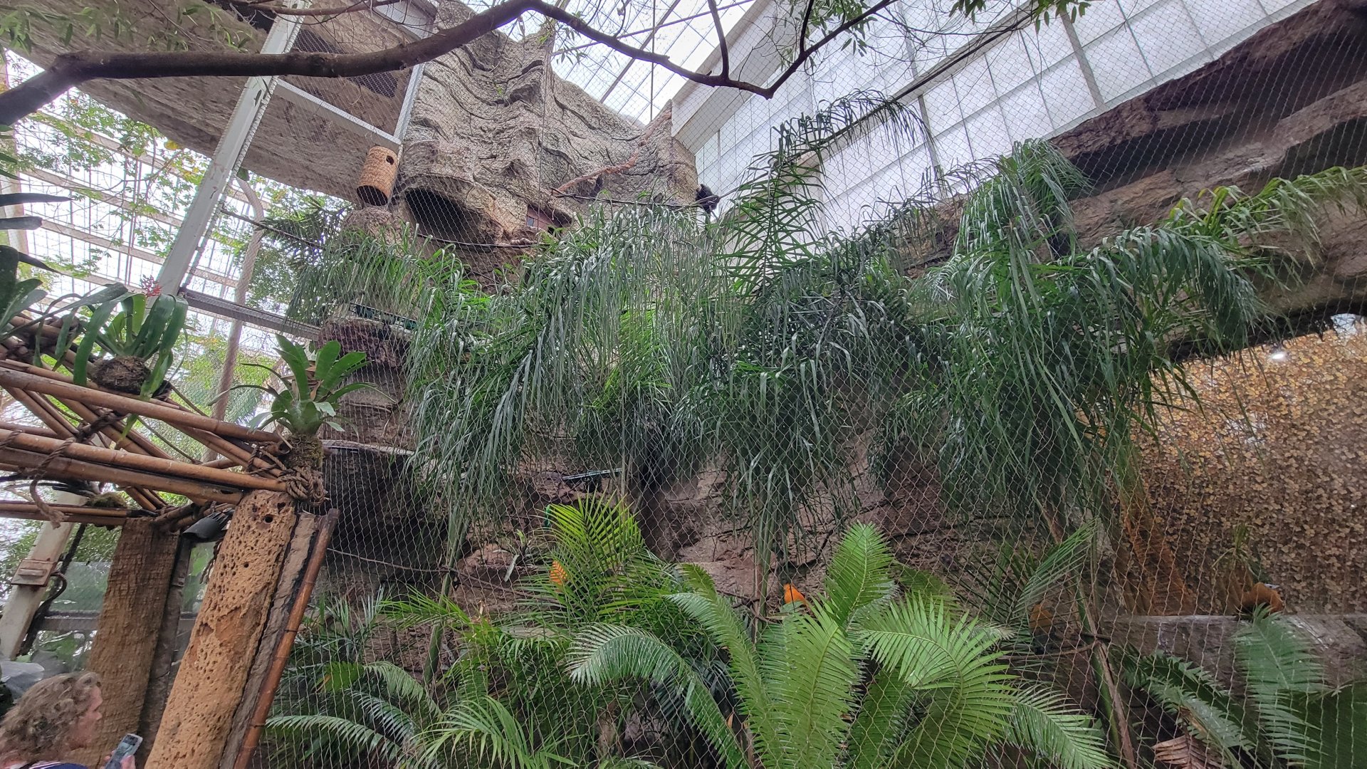 Apr. 2025 - Orinoco Rainforest: Canopy - Cotinga Corner (4 Species)