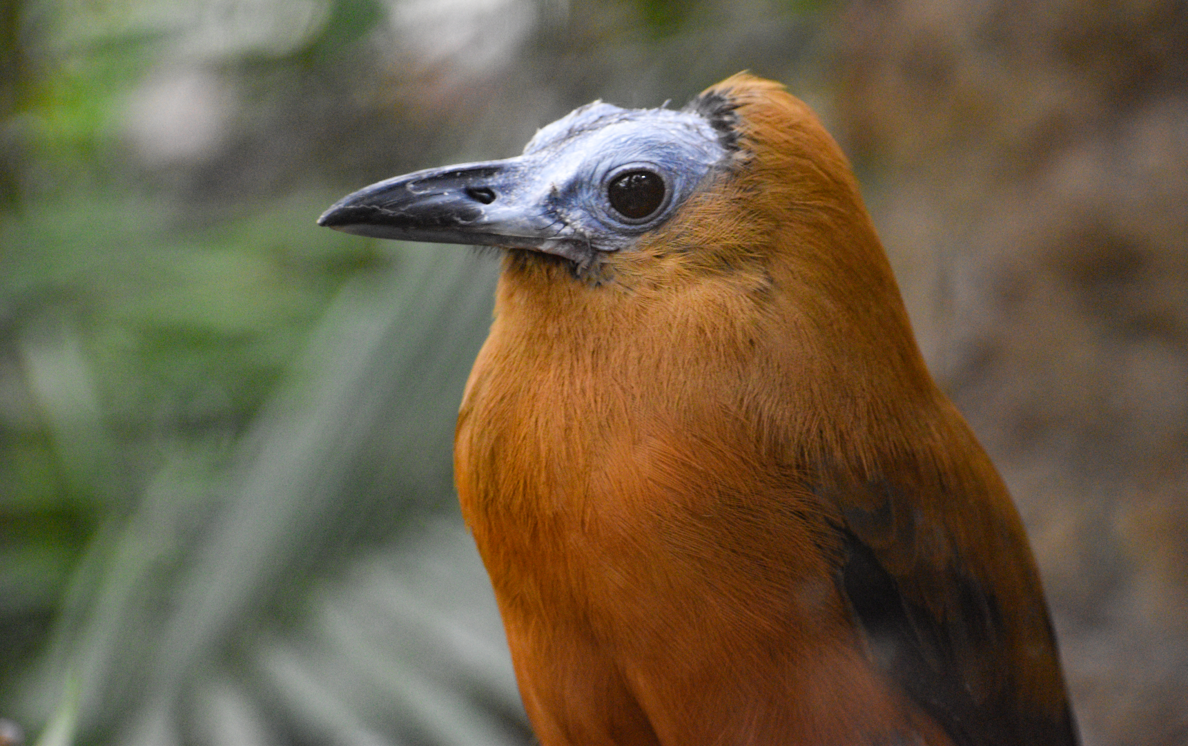Apr. 2025 - Orinoco Rainforest: Canopy - Cotinga Corner - Capuchinbird
