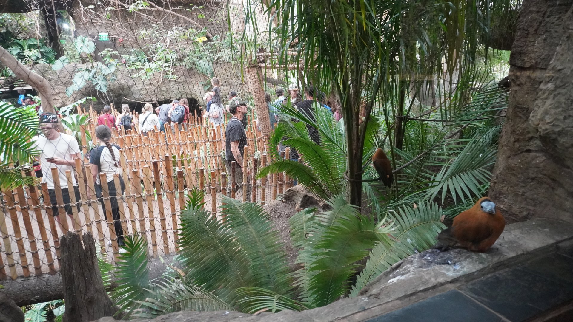 Apr. 2025 - Orinoco Rainforest: Canopy - Cotinga Corner from Jungle Cafe