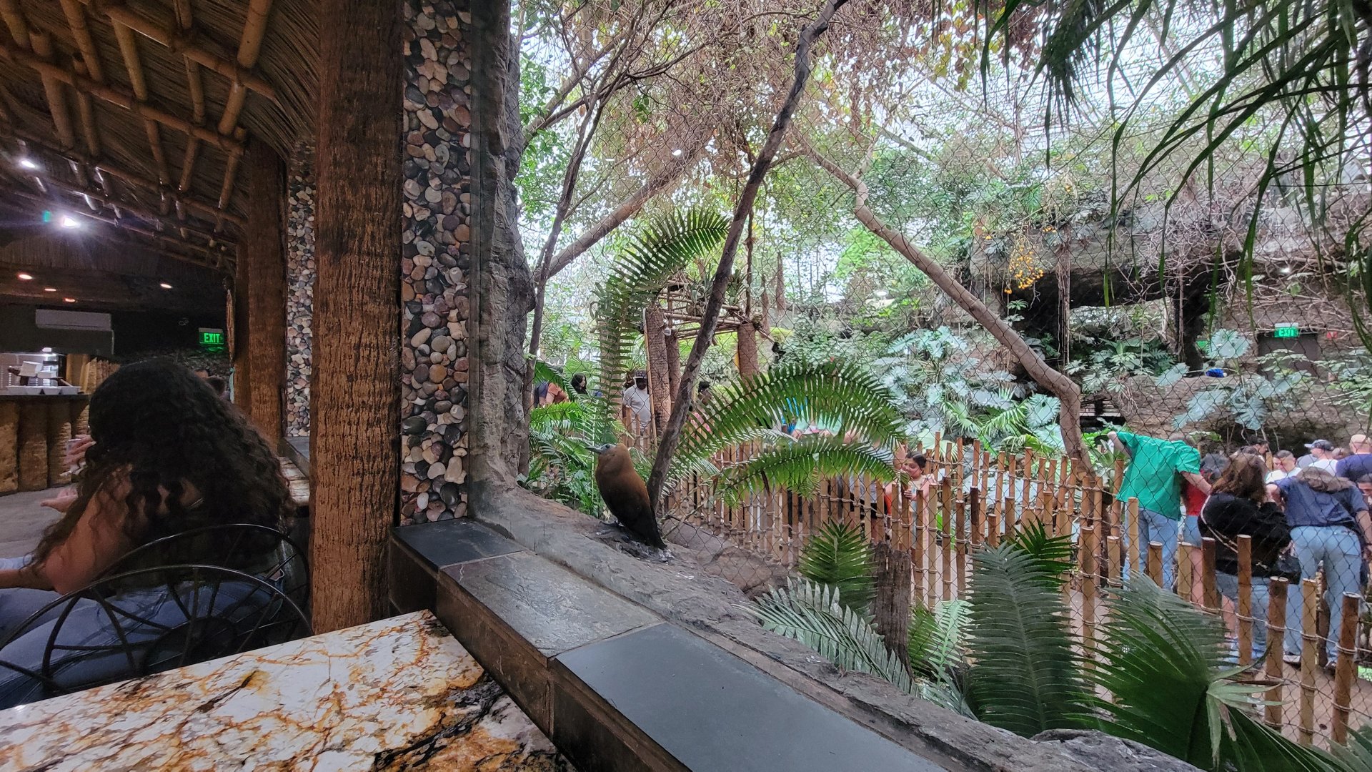 Apr. 2025 - Orinoco Rainforest: Canopy - Cotinga Corner from Jungle Cafe