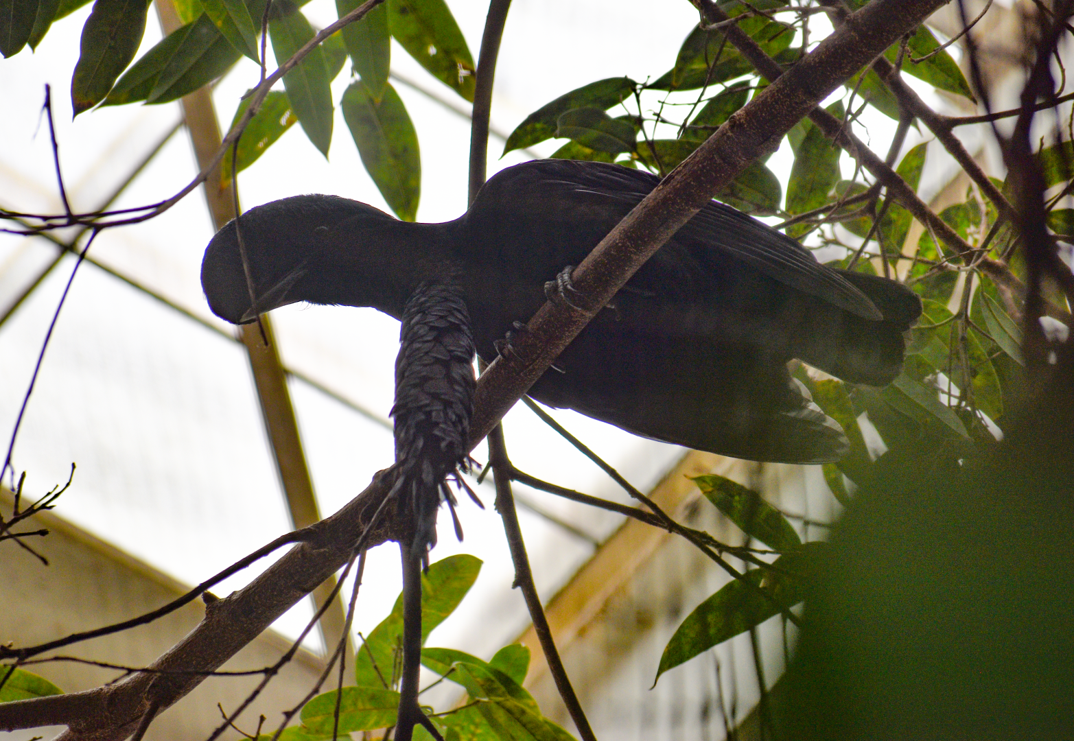 Apr. 2025 - Orinoco Rainforest: Canopy - Cotinga Corner - Umbrellabird