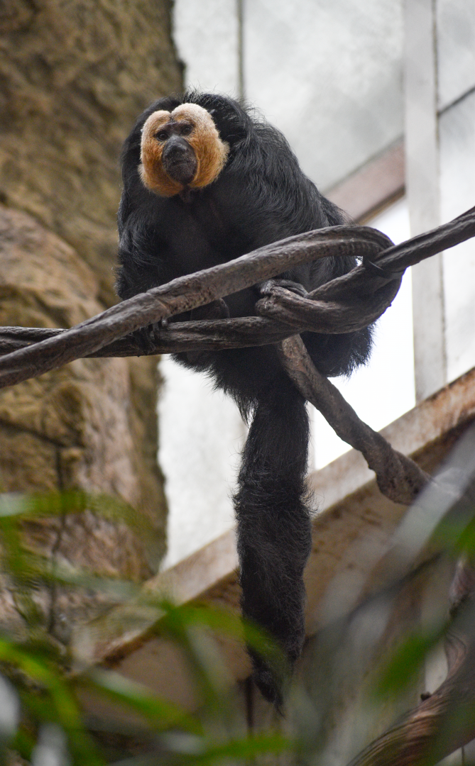 Apr. 2025 - Orinoco Rainforest: Canopy - Cotinga Corner - White-faced Saki