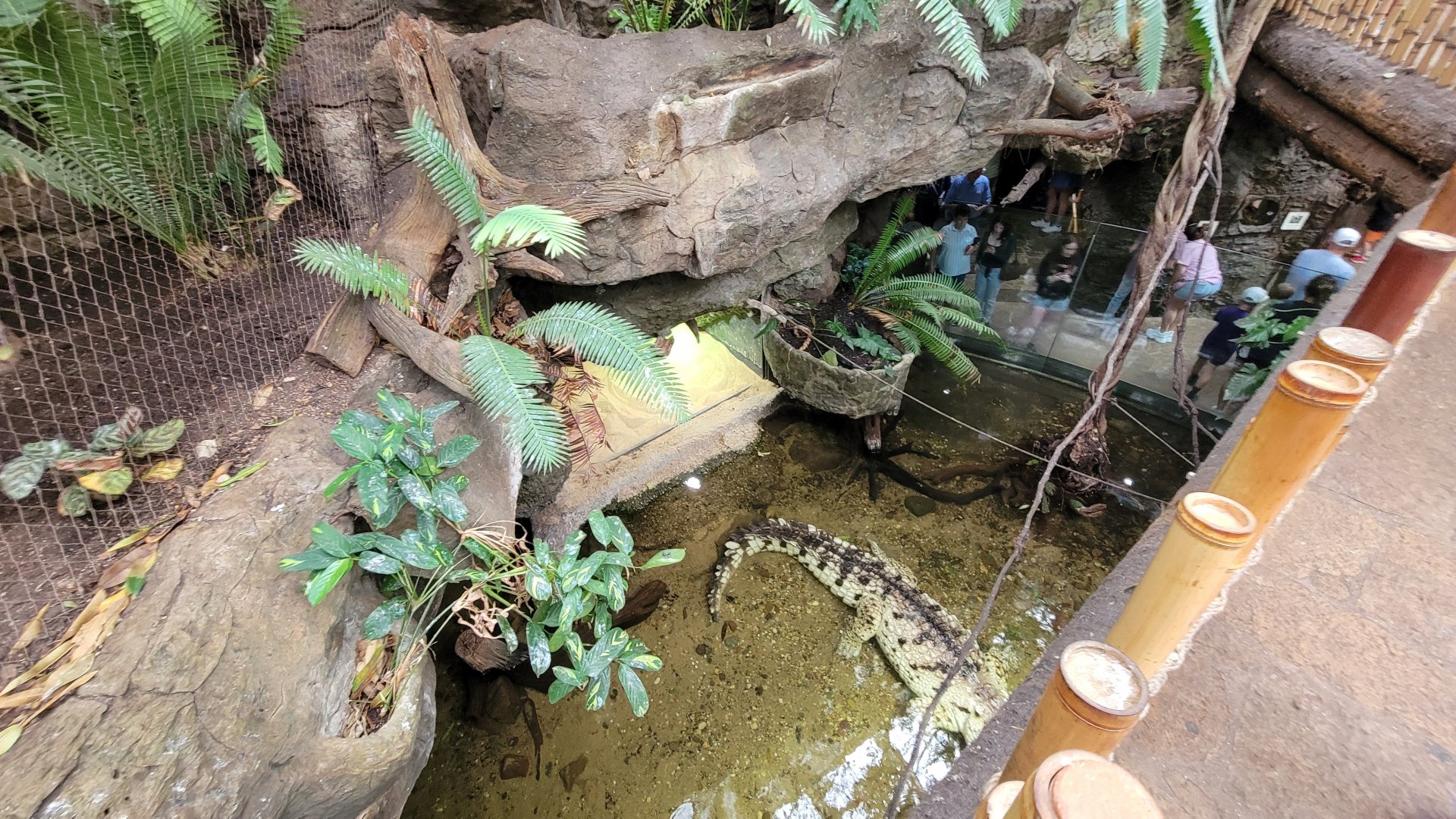 Apr. 2025 - Orinoco Rainforest: Canopy - Crocodile Cove Exhibit