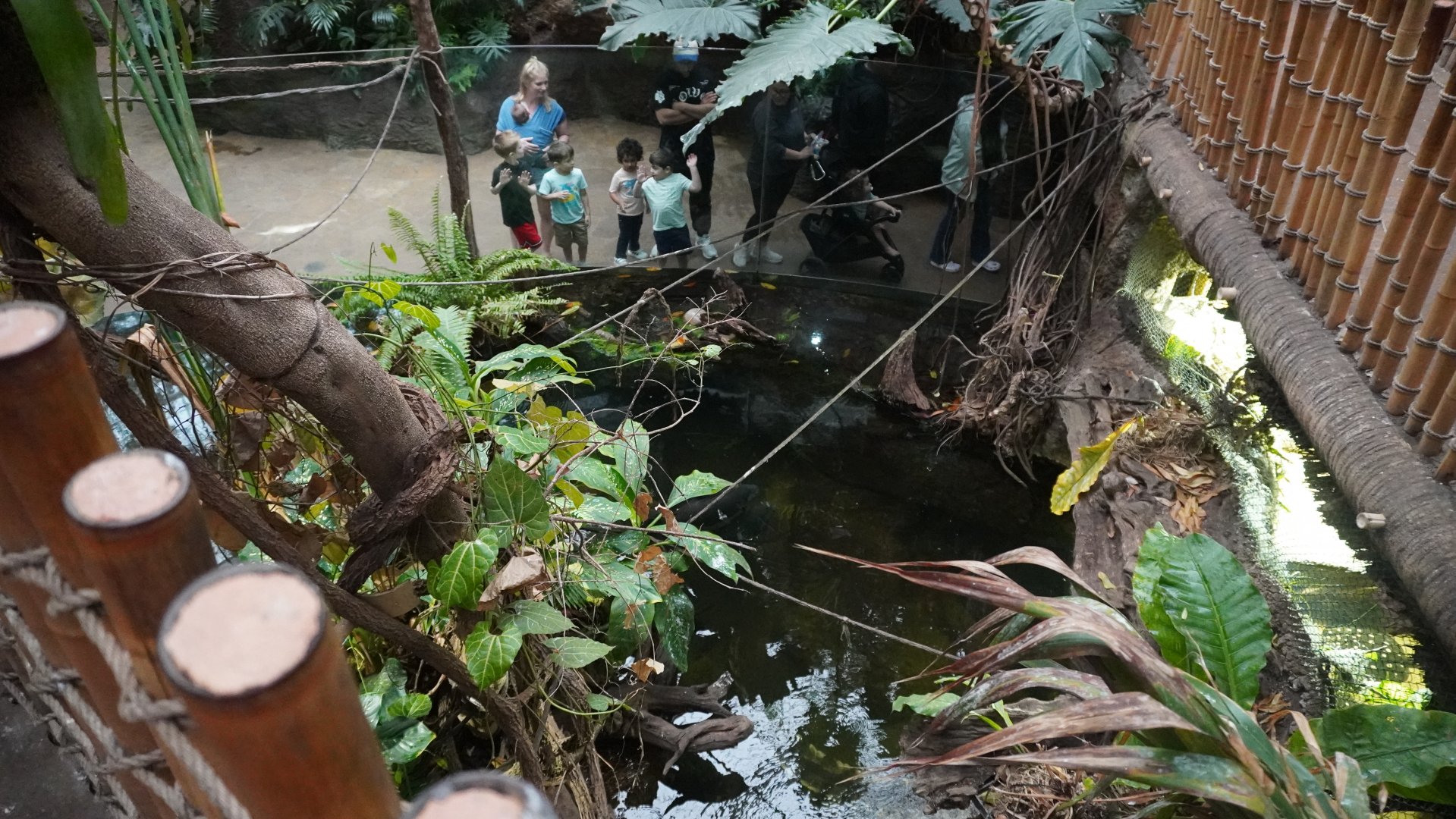 Apr. 2025 - Orinoco Rainforest: Canopy - Crocodile Cove