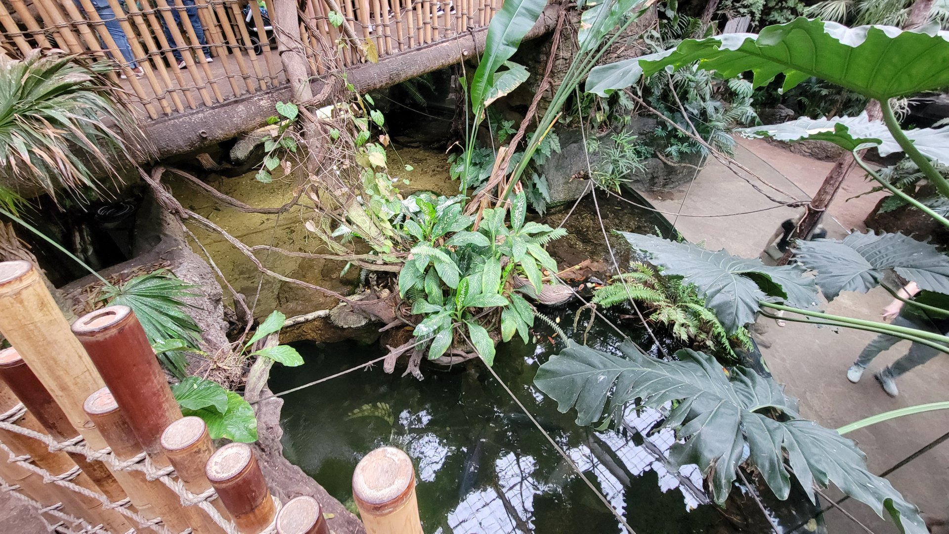 Apr. 2025 - Orinoco Rainforest: Canopy - Crocodile Cove