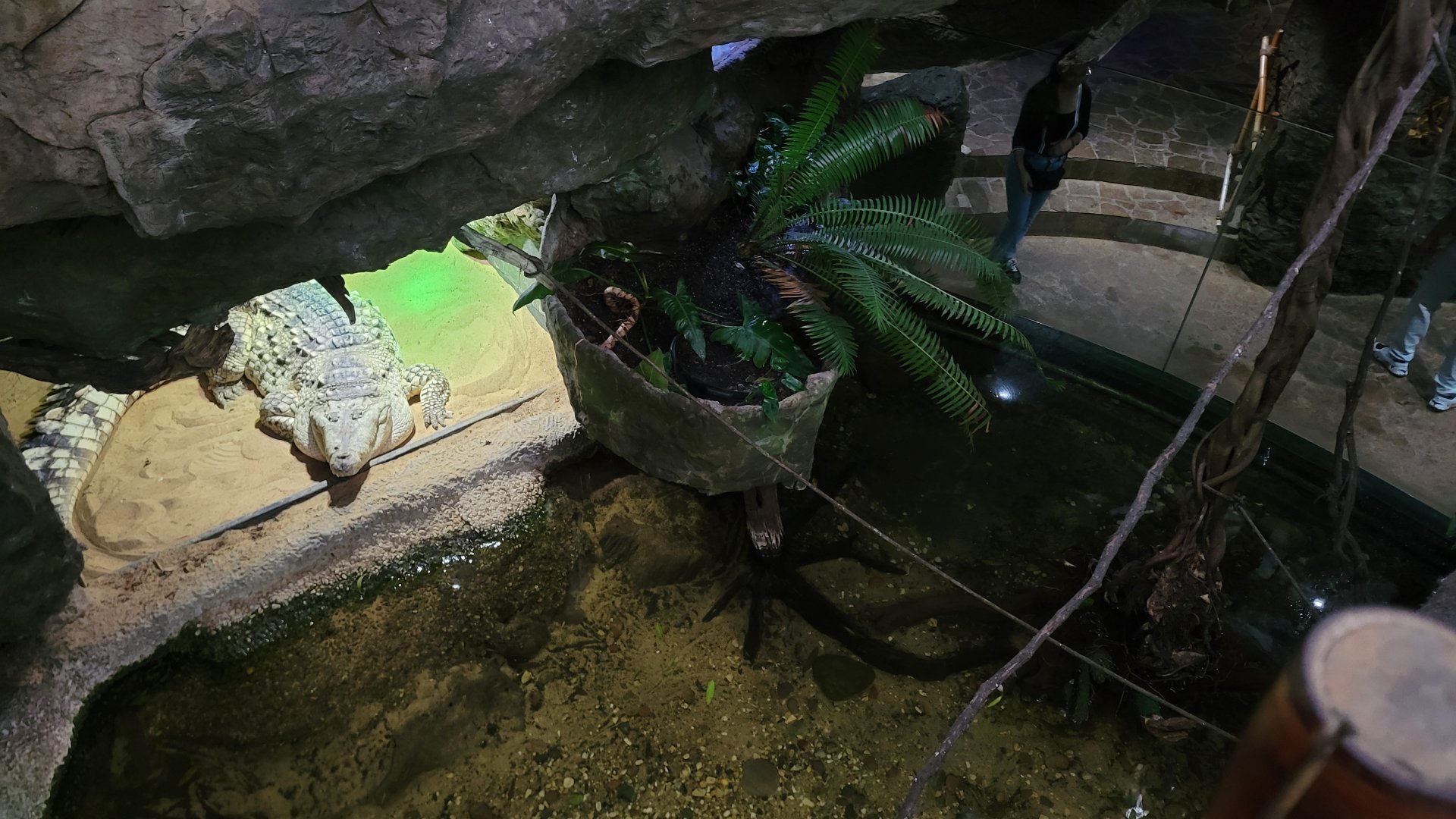 Apr. 2025 - Orinoco Rainforest: Canopy - Crocodile Cove
