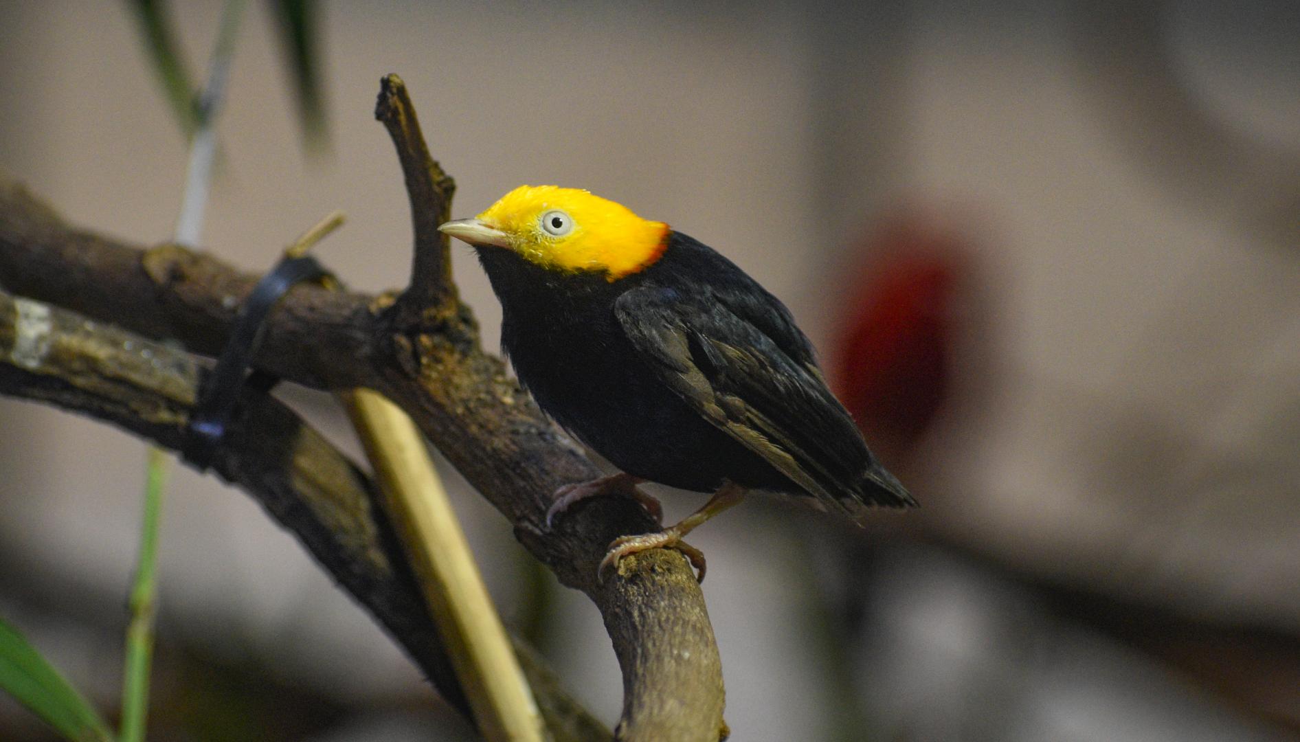 Apr. 2025 - Orinoco Rainforest: Canopy - Golden-headed Manakin