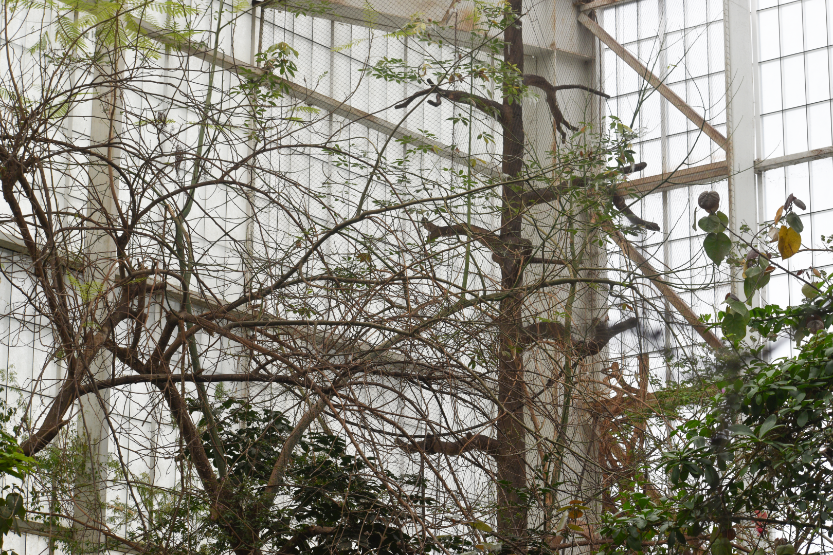 Apr. 2025 - Orinoco Rainforest: Canopy - Howler Heights