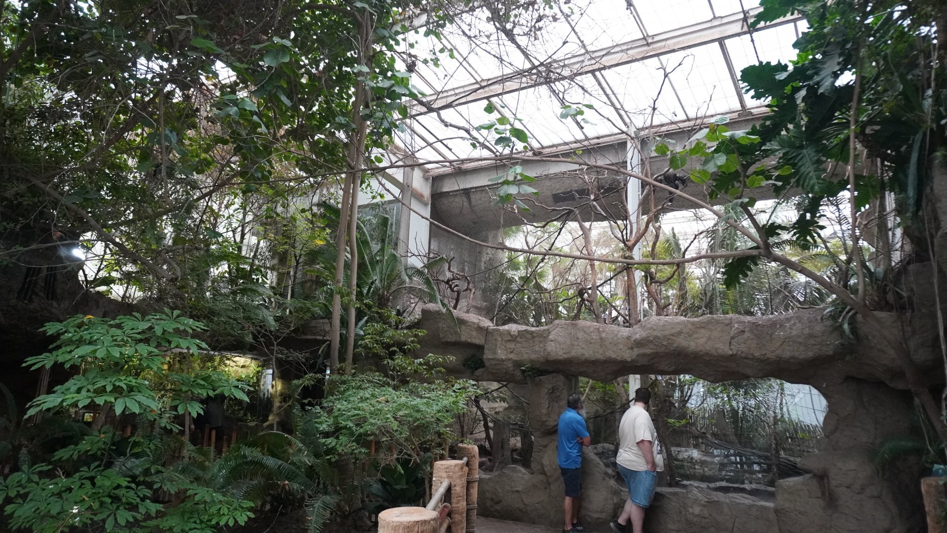 Apr. 2025 - Orinoco Rainforest: Canopy - Jungle Junction