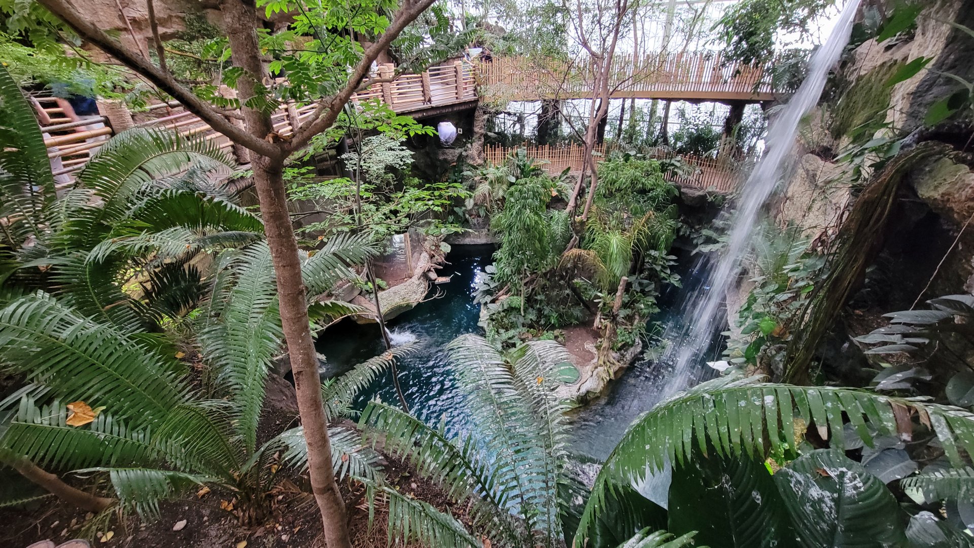 Apr. 2025 - Orinoco Rainforest: Canopy - Monkey Island + Manatee Exhibits