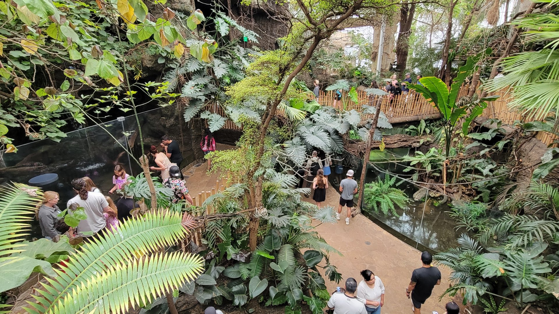 Apr. 2025 - Orinoco Rainforest: Canopy - Overview