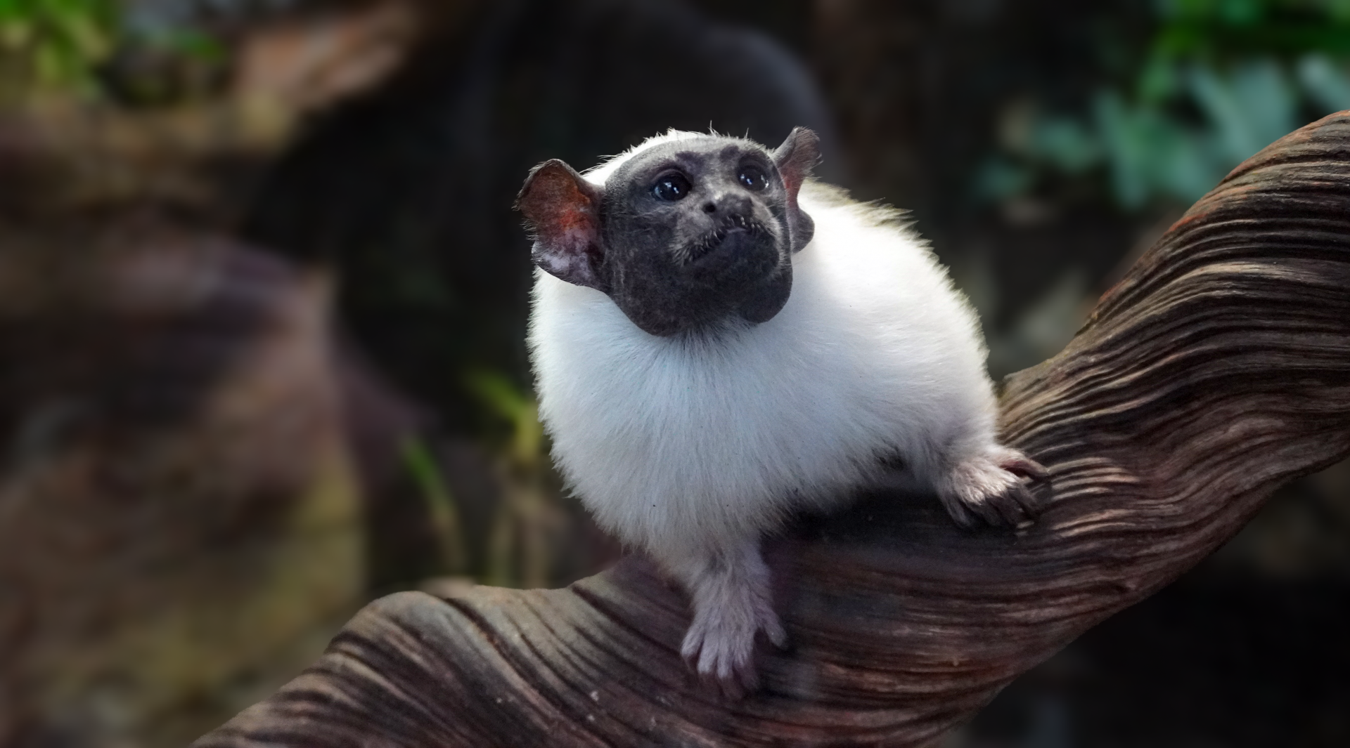 Apr. 2025 - Orinoco Rainforest: Canopy - Pied Tamarin