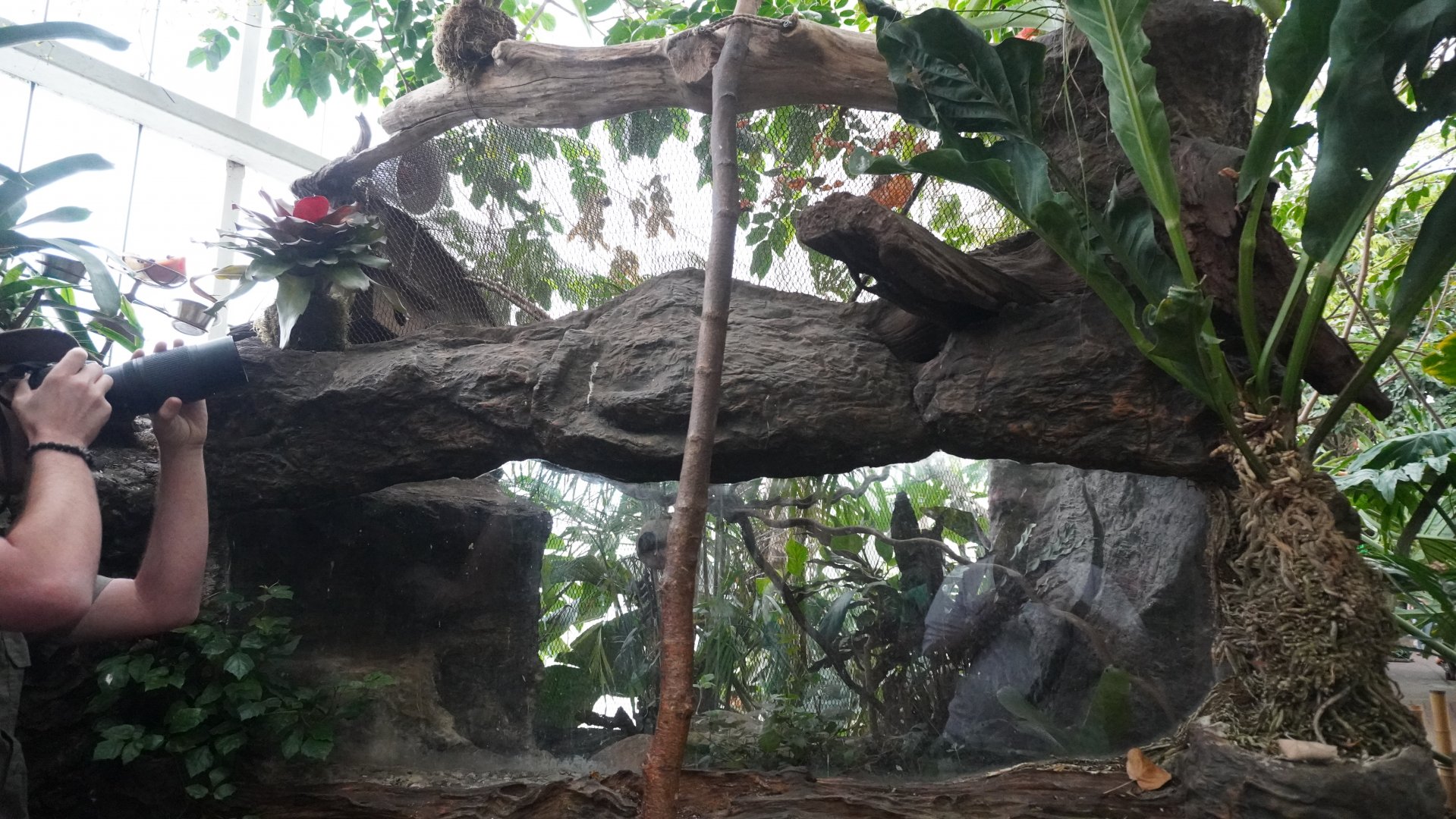Apr. 2025 - Orinoco Rainforest: Canopy - Pygmy Marmoset Exhibit