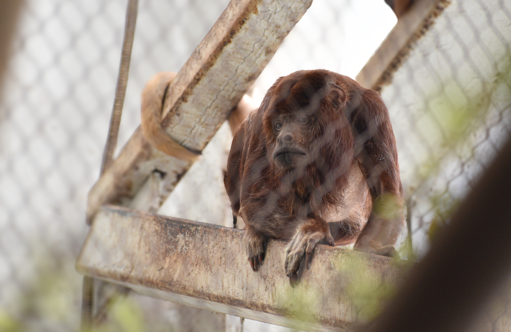 Apr. 2025 - Orinoco Rainforest: Canopy - Red Howler