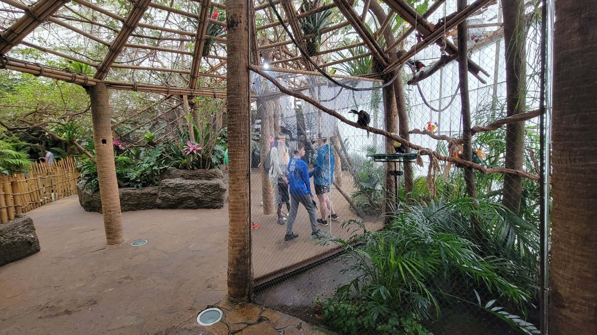 Apr. 2025 - Orinoco Rainforest: Canopy - Toucan Encounter