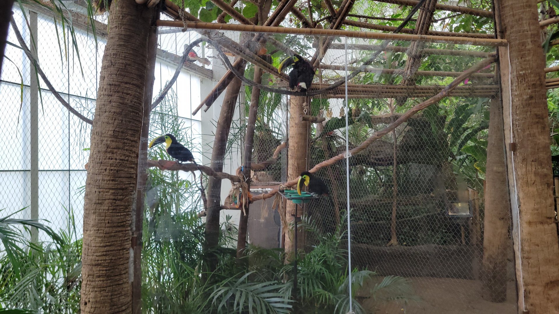 Apr. 2025 - Orinoco Rainforest: Canopy - Toucan Encounter