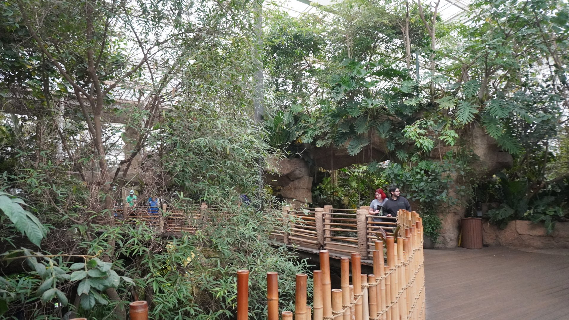 Apr. 2025 - Orinoco Rainforest: Canopy