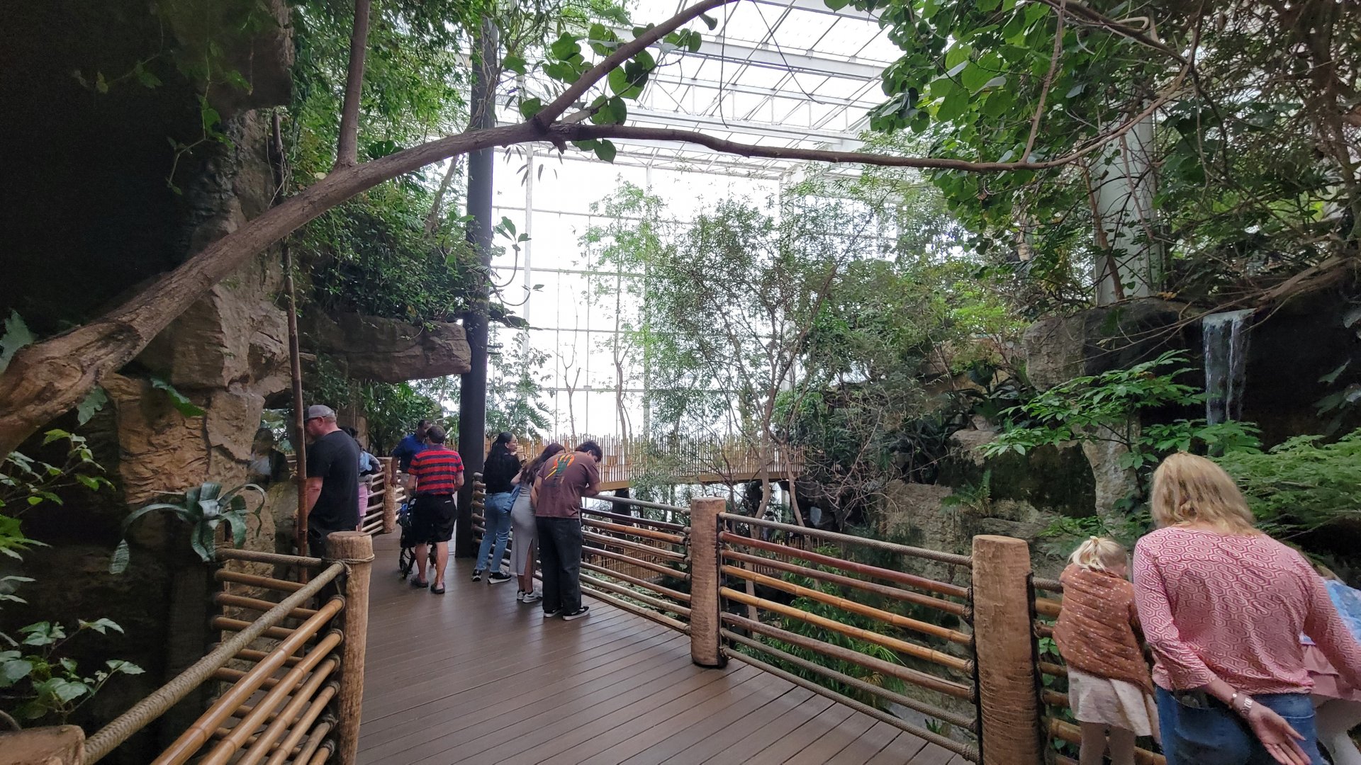 Apr. 2025 - Orinoco Rainforest: Canopy