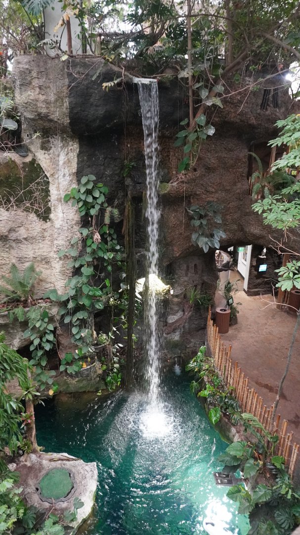 Apr. 2025 - Orinoco Rainforest: Canopy