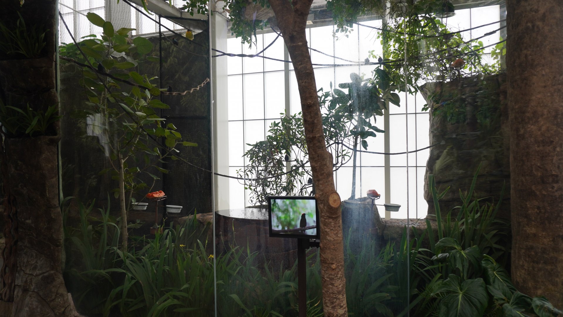 Apr. 2025 - Orinoco Rainforest: Cloud Forest - Beneath the Canpoy