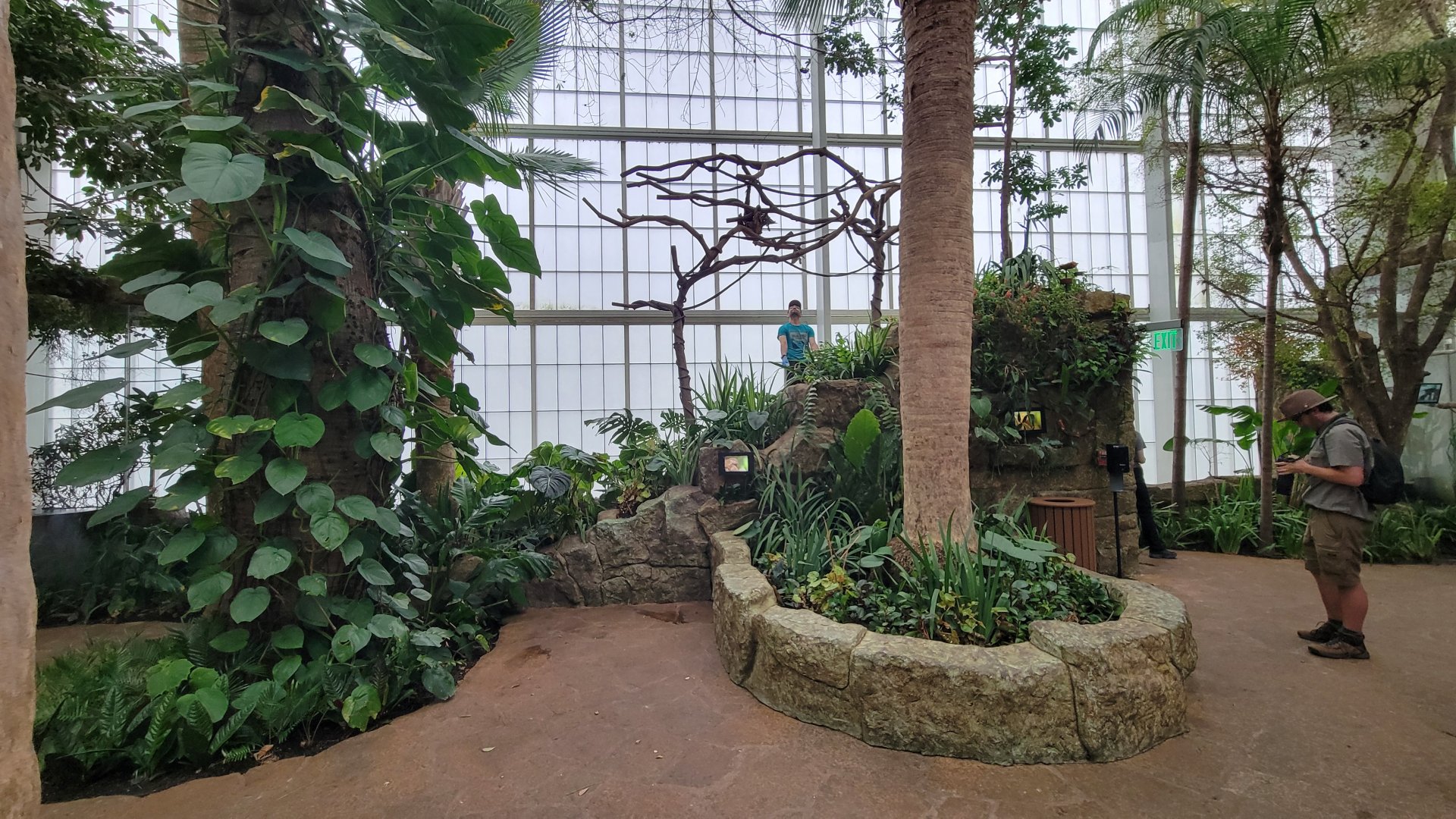 Apr. 2025 - Orinoco Rainforest: Cloud Forest - Sloth Forest - Brown-throated Three-toed Sloth Exhibit