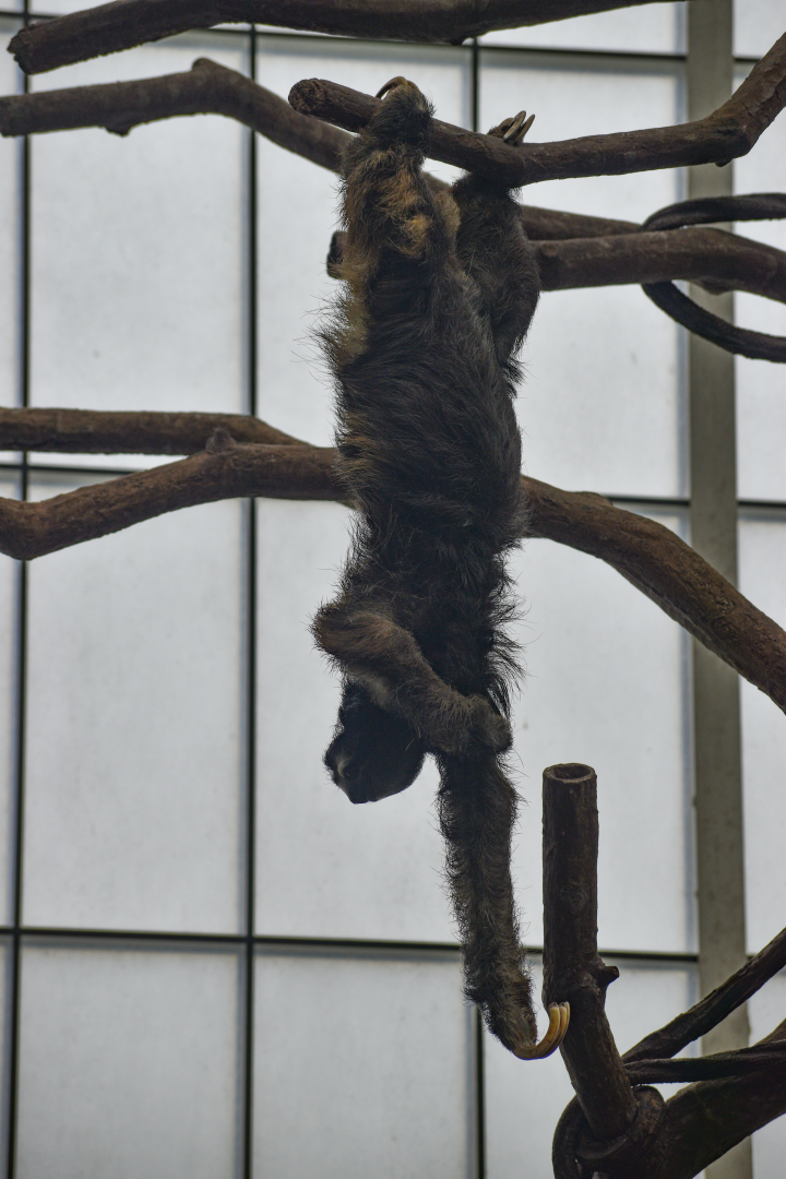 Apr. 2025 - Orinoco Rainforest: Cloud Forest - Sloth Forest - Brown-throated Three-toed Sloth Exhibit