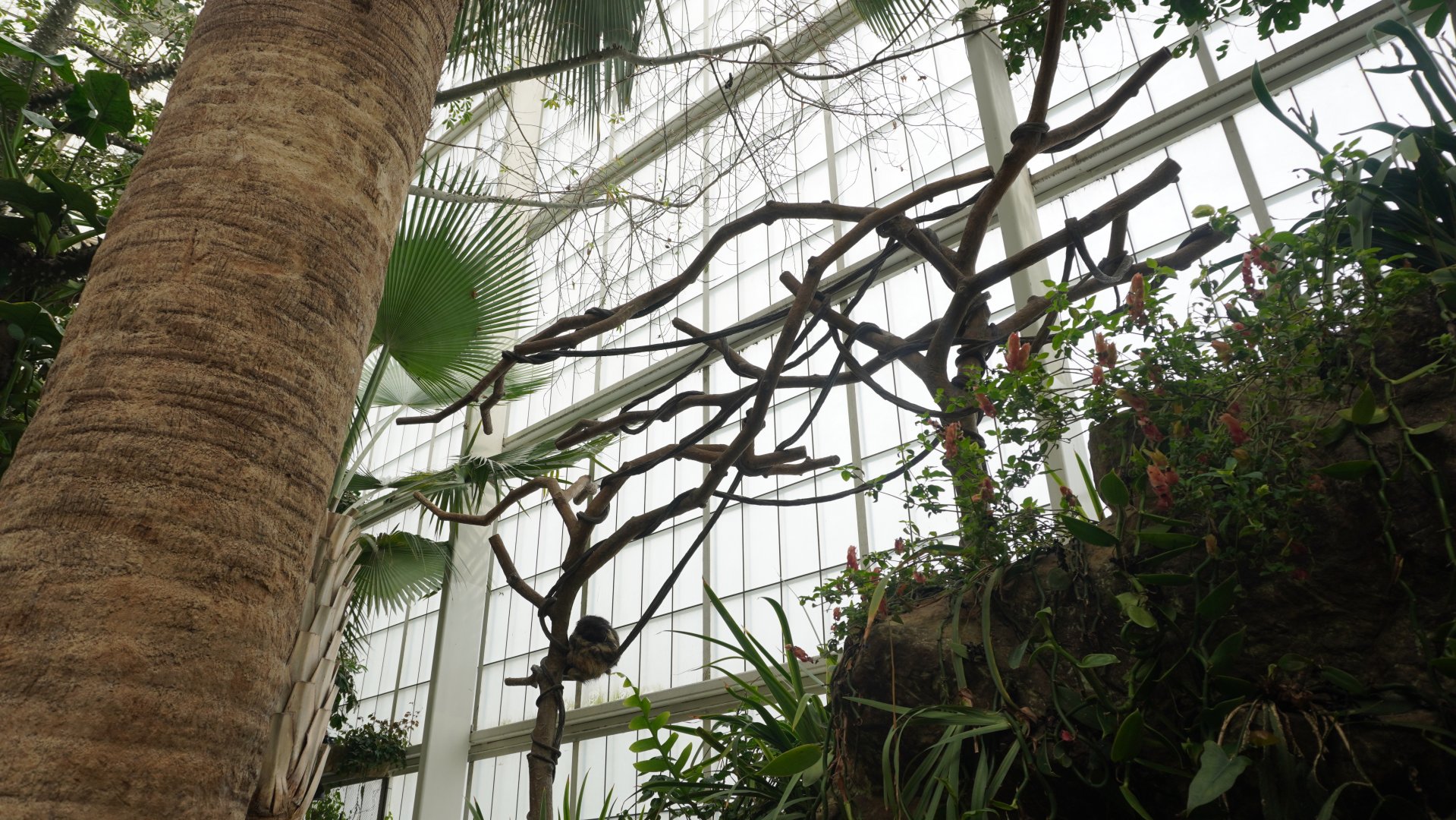 Apr. 2025 - Orinoco Rainforest: Cloud Forest - Sloth Forest - Brown-throated Three-toed Sloth Exhibit