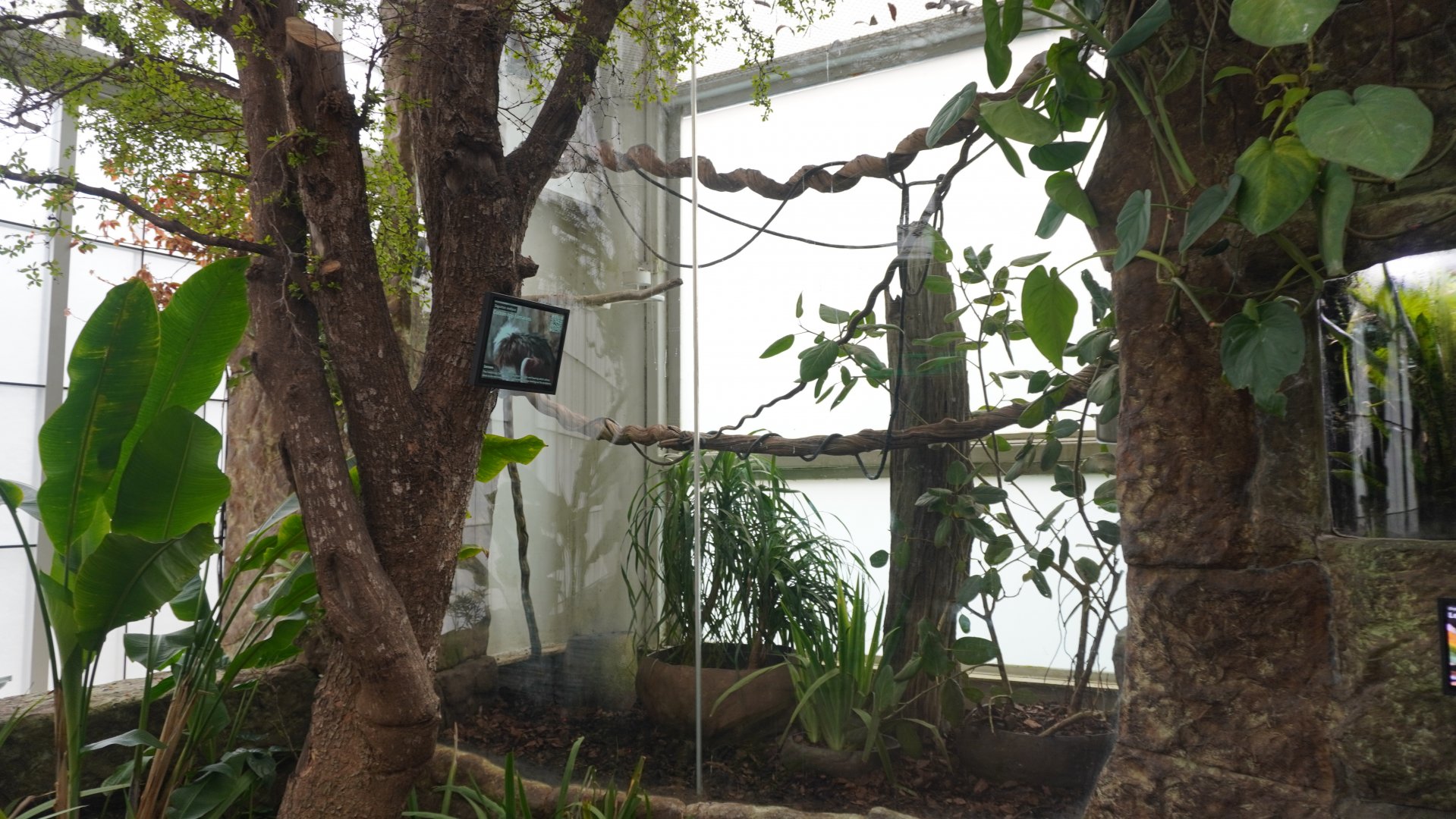 Apr. 2025 - Orinoco Rainforest: Cloud Forest - Sloth Forest - Cotton-top Tamarin Exhibit