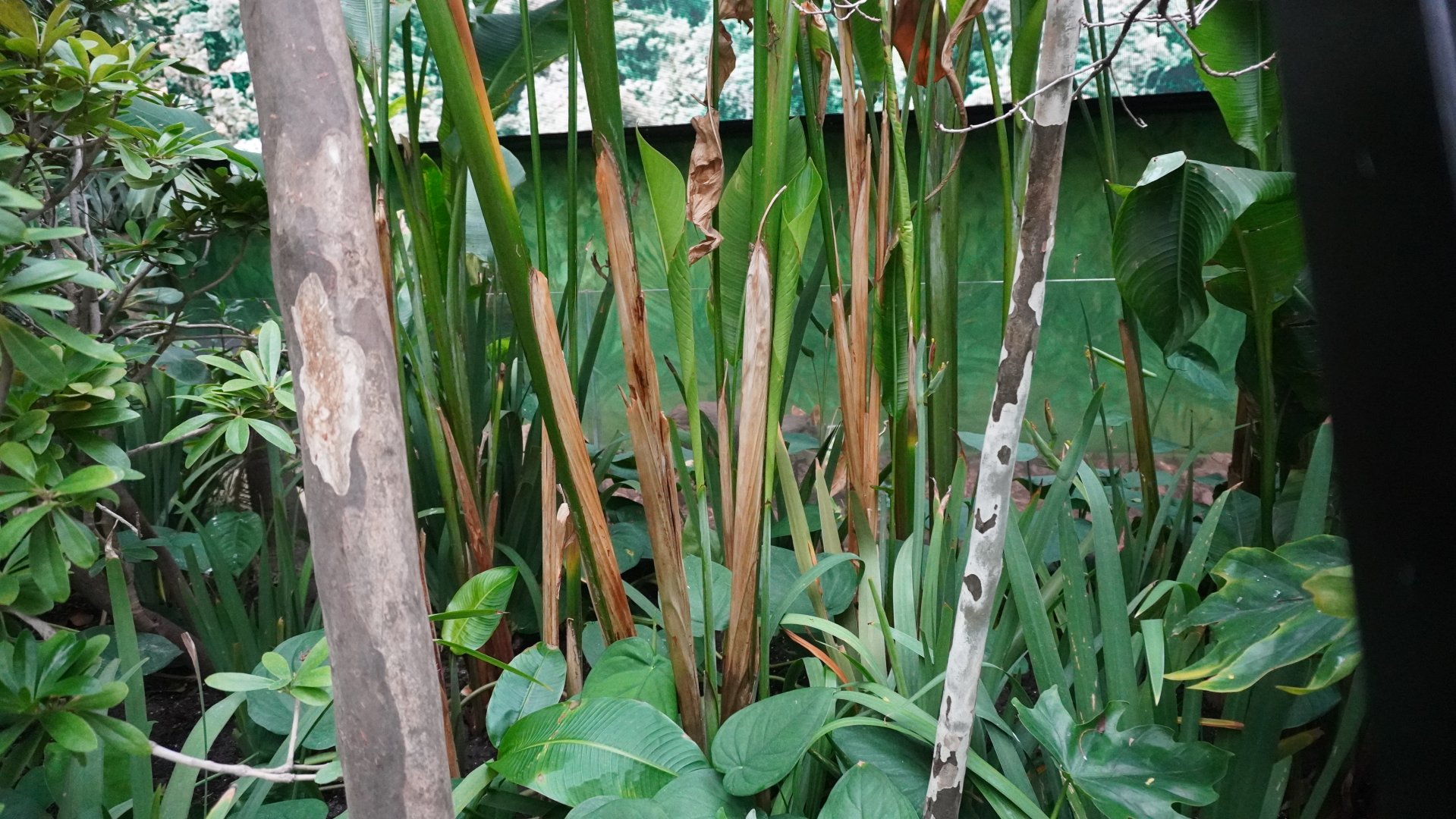Apr. 2025 - Orinoco Rainforest: Cloud Forest - Sloth Forest - Southern Pudu Exhibit