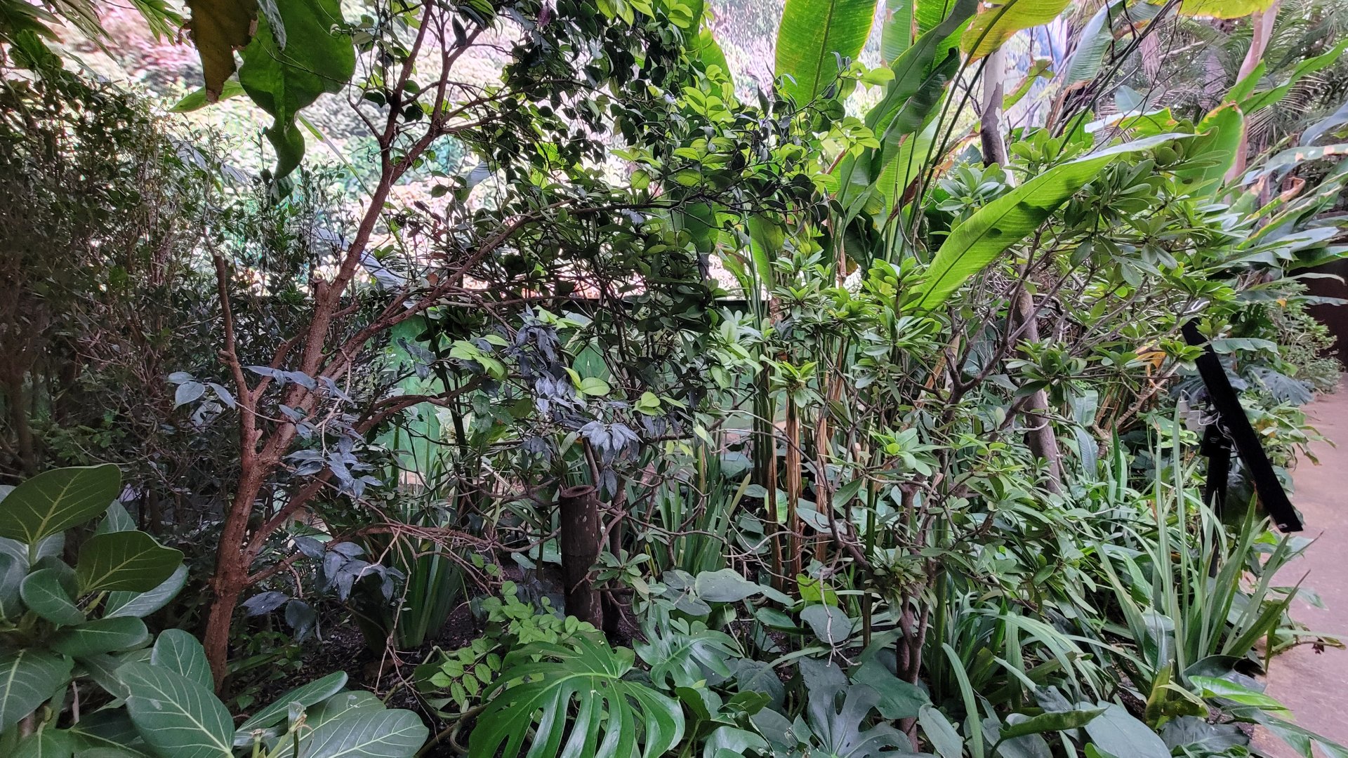 Apr. 2025 - Orinoco Rainforest: Cloud Forest - Sloth Forest - Southern Pudu Exhibit