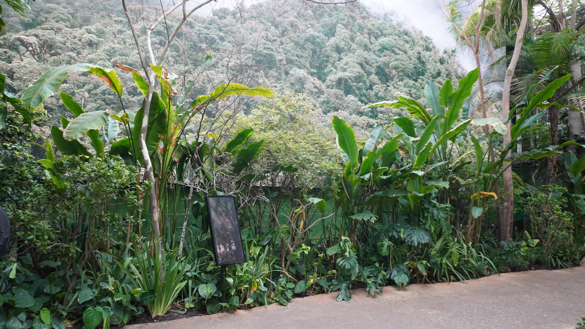 Apr. 2025 - Orinoco Rainforest: Cloud Forest - Sloth Forest - Southern Pudu Exhibit