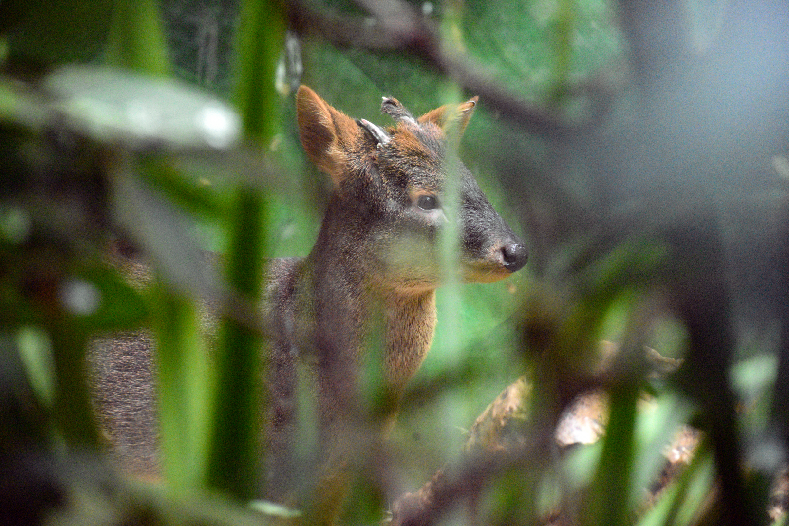Apr. 2025 - Orinoco Rainforest: Cloud Forest - Sloth Forest - Southern Pudu Exhibit