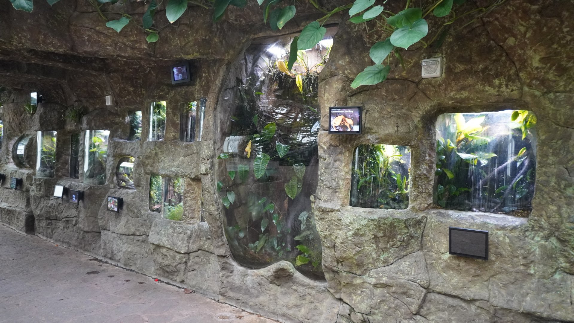 Apr. 2025 - Orinoco Rainforest: Cloud Forest - Sloth Forest - Various Frog Exhibits