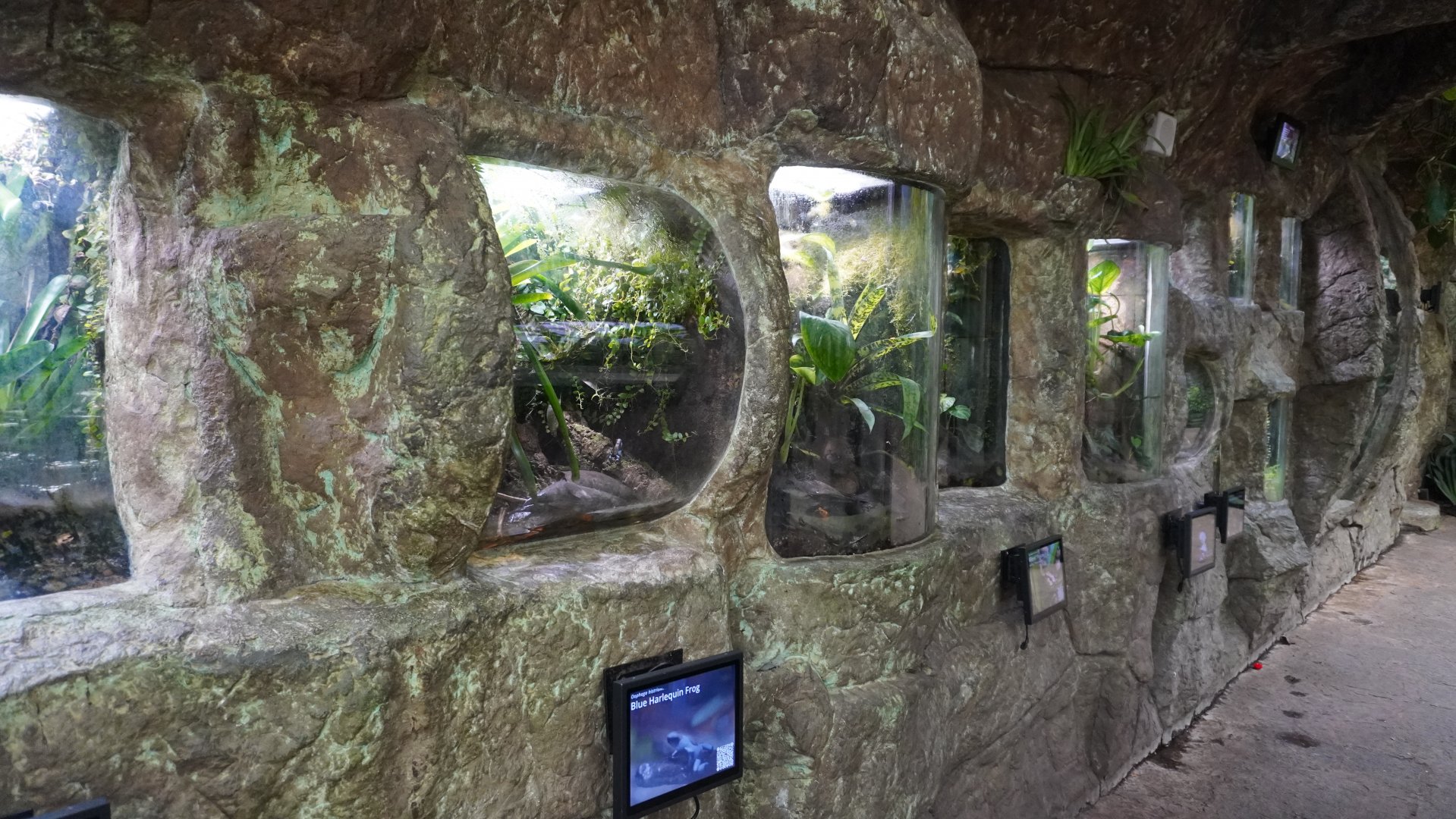 Apr. 2025 - Orinoco Rainforest: Cloud Forest - Sloth Forest - Various Frog Exhibits