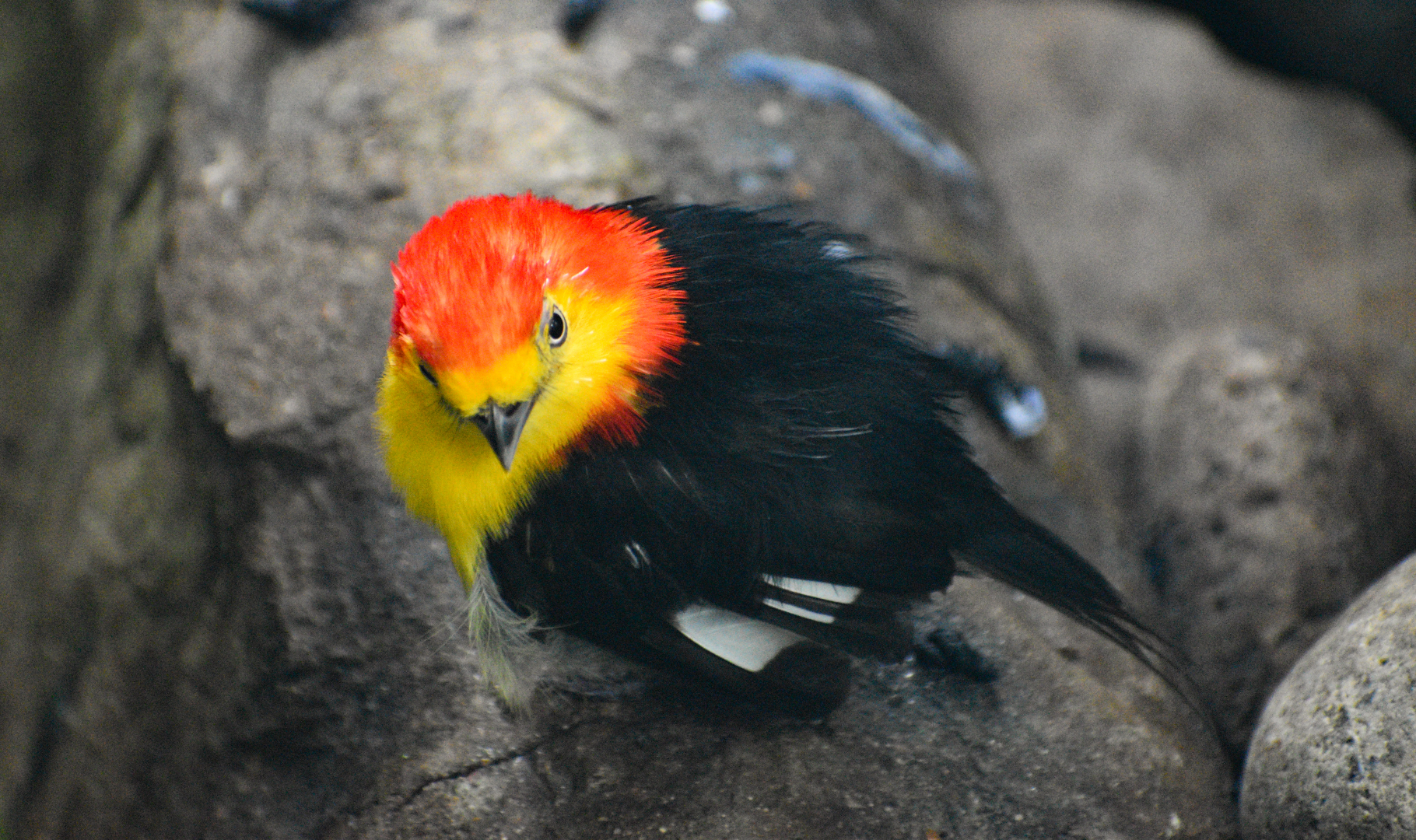 Apr. 2025 - Orinoco Rainforest: Cloud Forest - Wire-tailed Manakin