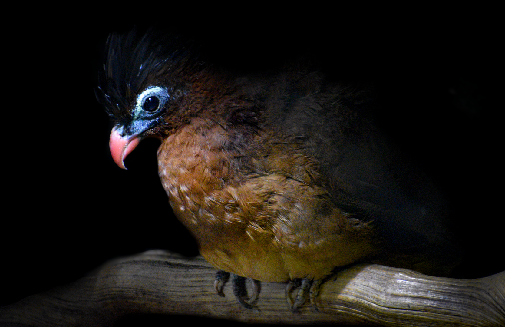 Apr. 2025 - Orinoco Rainforest - Nocturnal Curassow