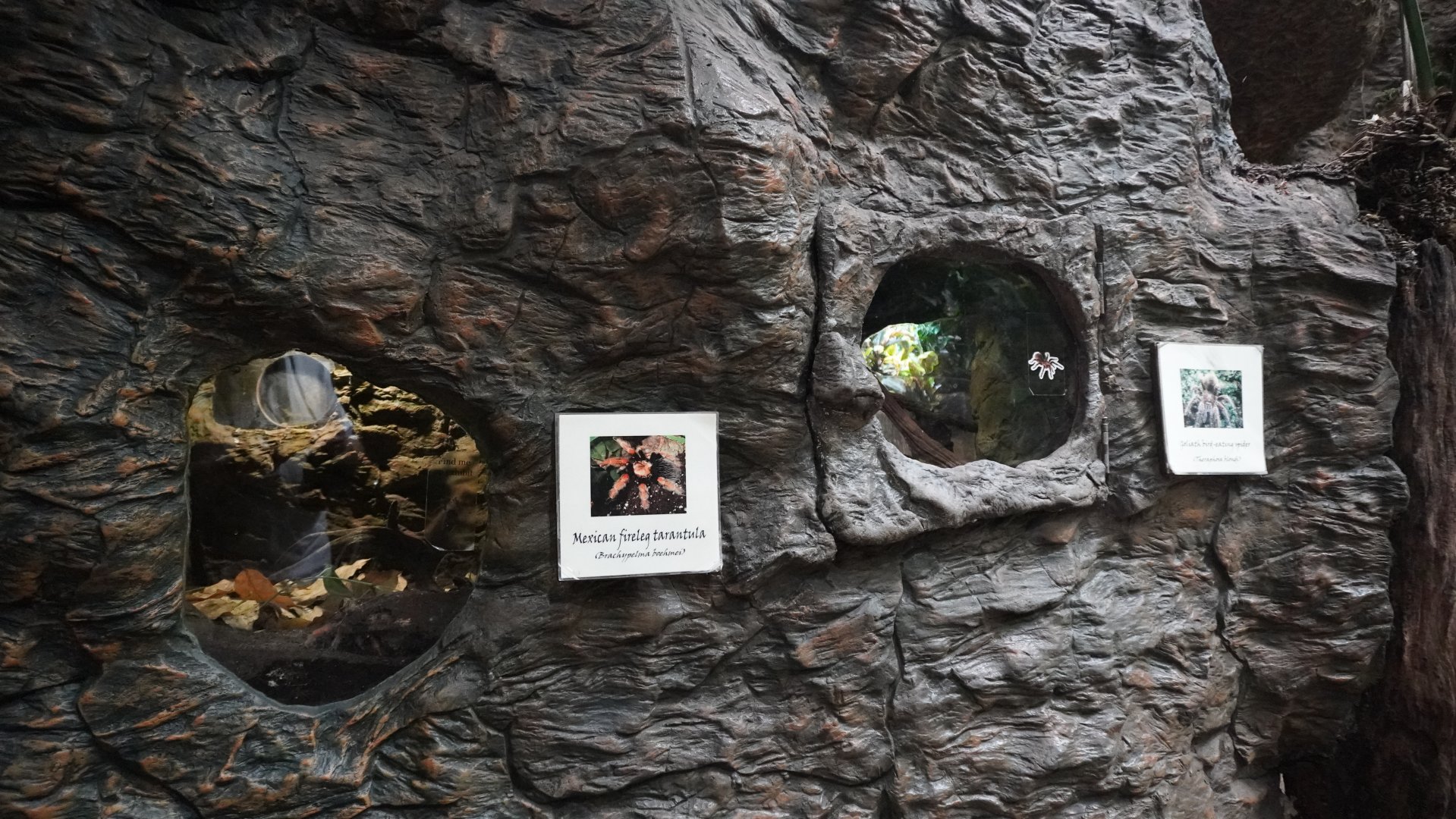 Apr. 2025 - Orinoco Rainforest: Understory - Bats and Bugs - Mexican Fireleg + Goliath Birdeater Exhibits