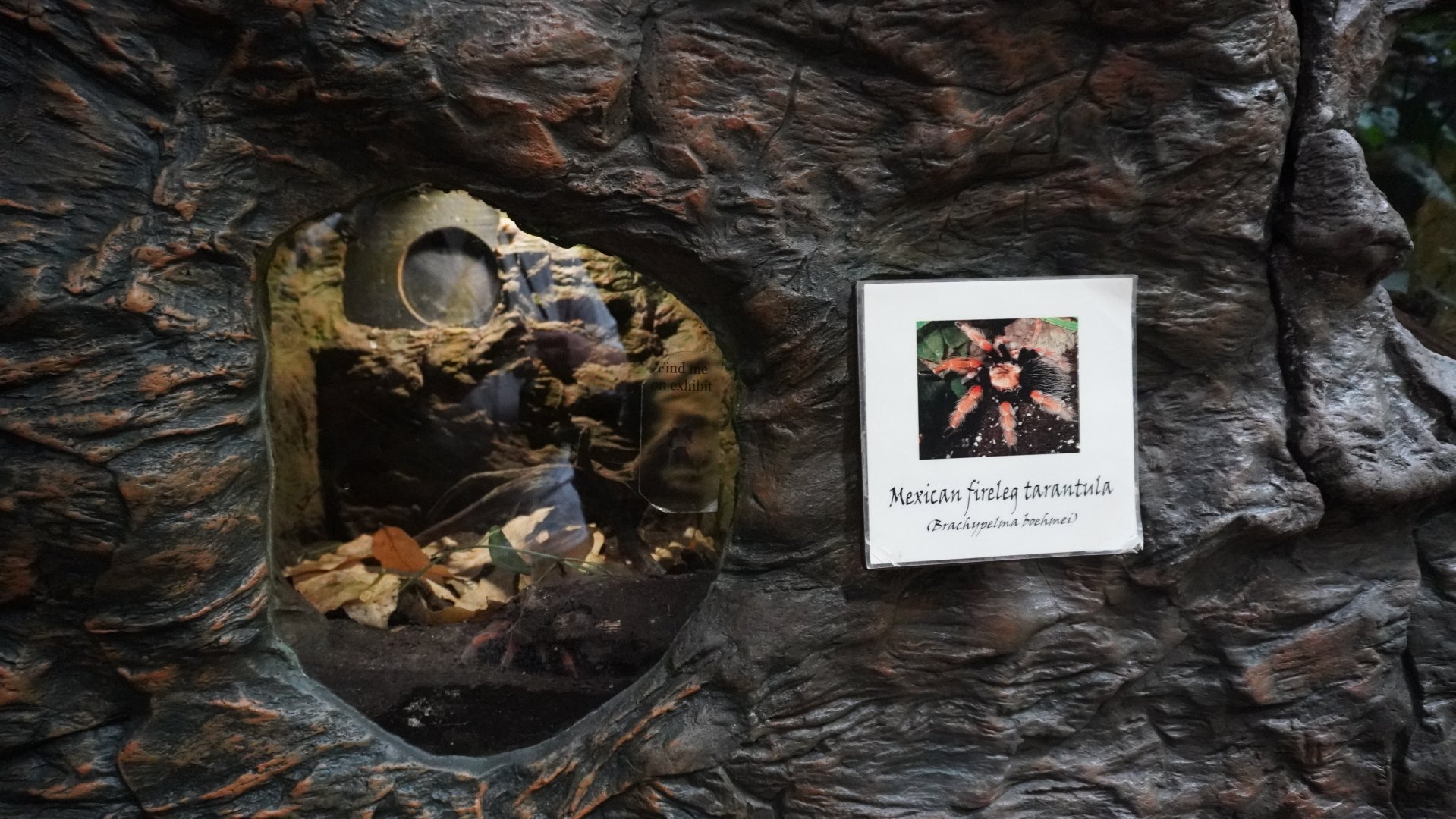 Apr. 2025 - Orinoco Rainforest: Understory - Bats and Bugs - Mexican Fireleg Tarantula Exhibit