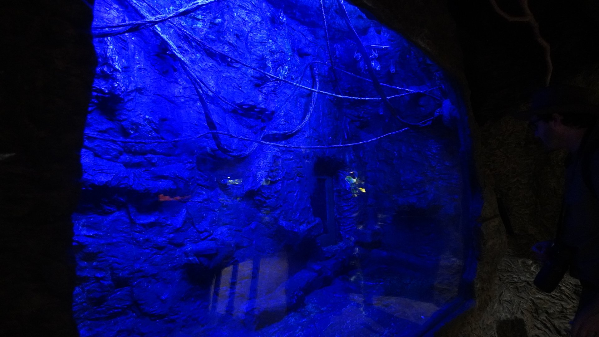 Apr. 2025 - Orinoco Rainforest: Understory - Bats and Bugs - Vampire Bat Exhibit