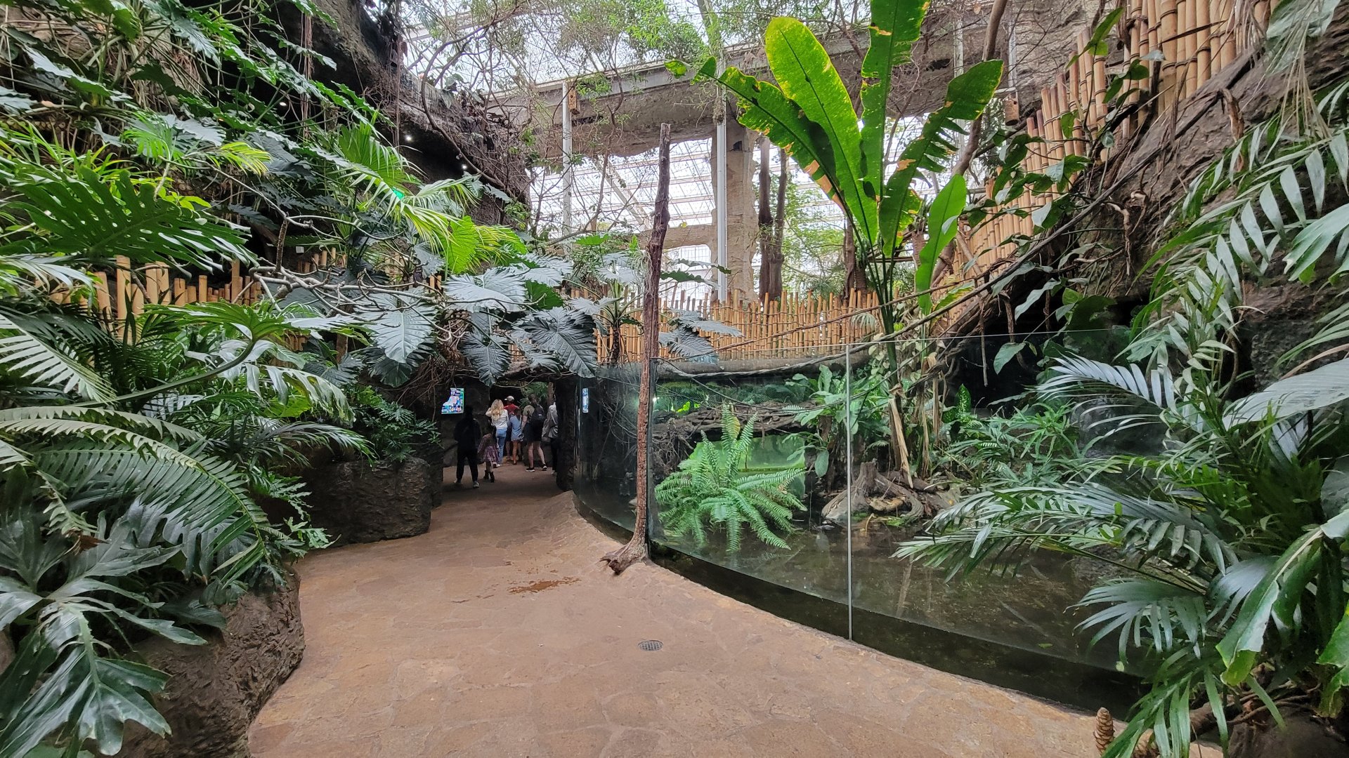 Apr. 2025 - Orinoco Rainforest: Understory - Crocodile Cove - Orinoco Crocodile Exhibit