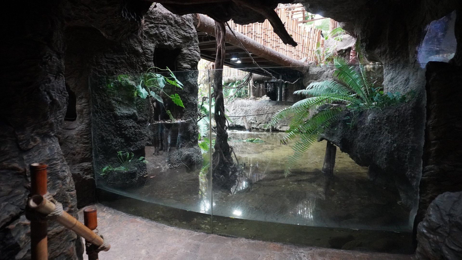 Apr. 2025 - Orinoco Rainforest: Understory - Crocodile Cove - Orinoco Crocodile Exhibit