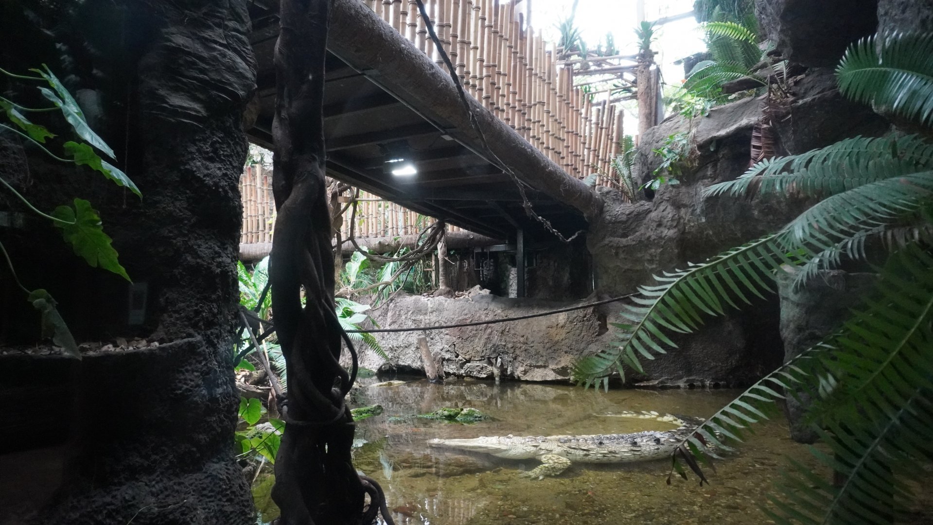 Apr. 2025 - Orinoco Rainforest: Understory - Crocodile Cove - Orinoco Crocodile Exhibit