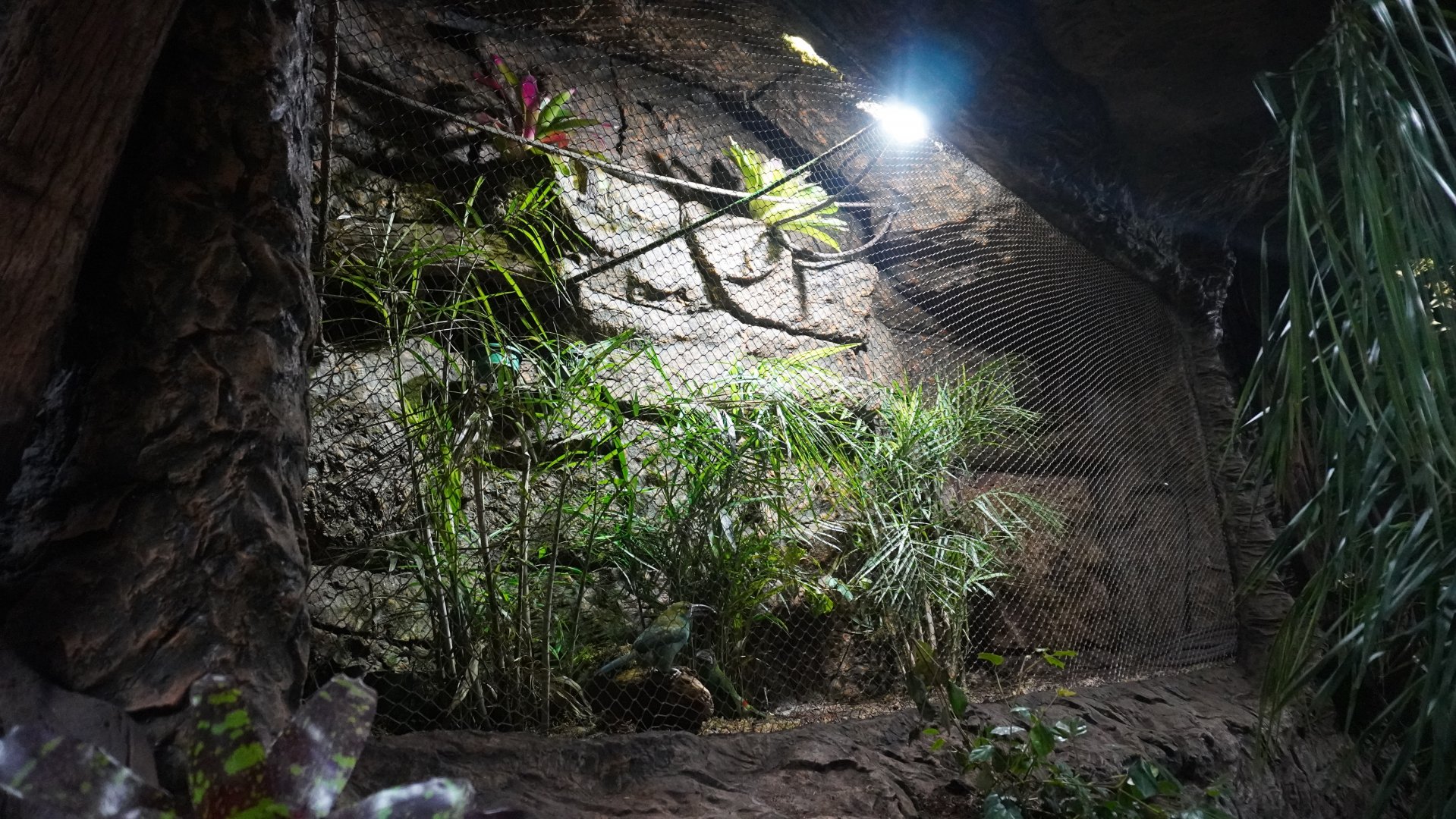 Apr. 2025 - Orinoco Rainforest: Understory - Emerald Toucanet Exhibit