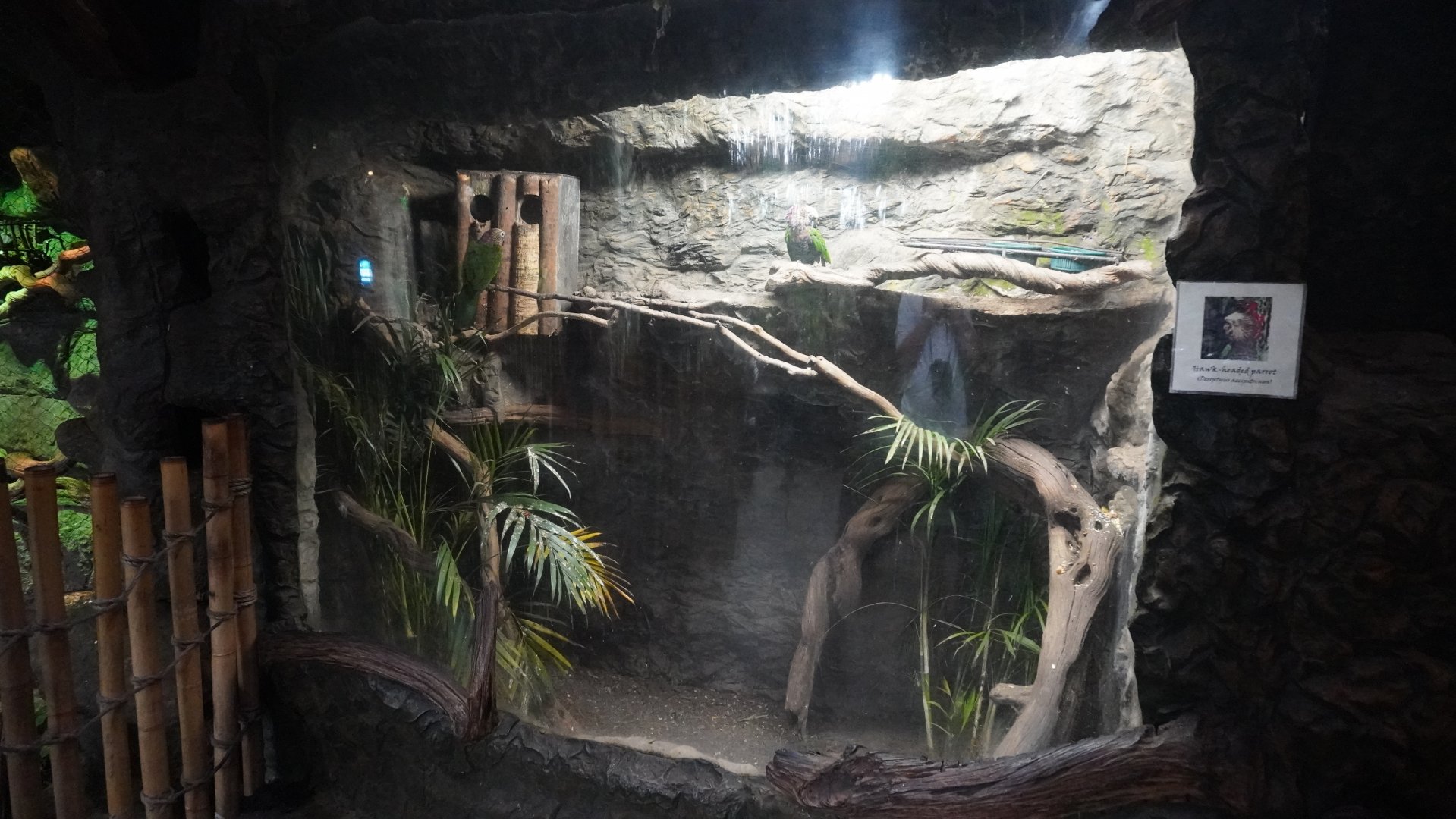 Apr. 2025 - Orinoco Rainforest: Understory - Hawk-headed Parrot Exhibit