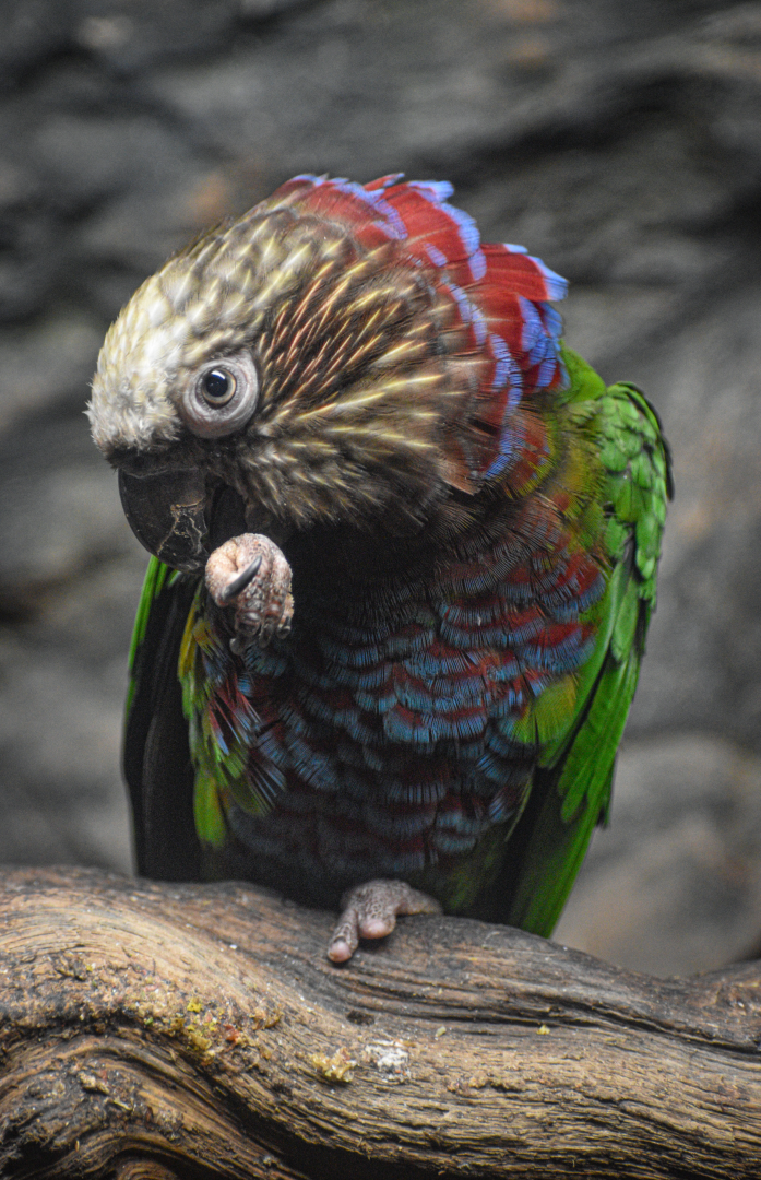Apr. 2025 - Orinoco Rainforest: Understory - Hawk-headed Parrot