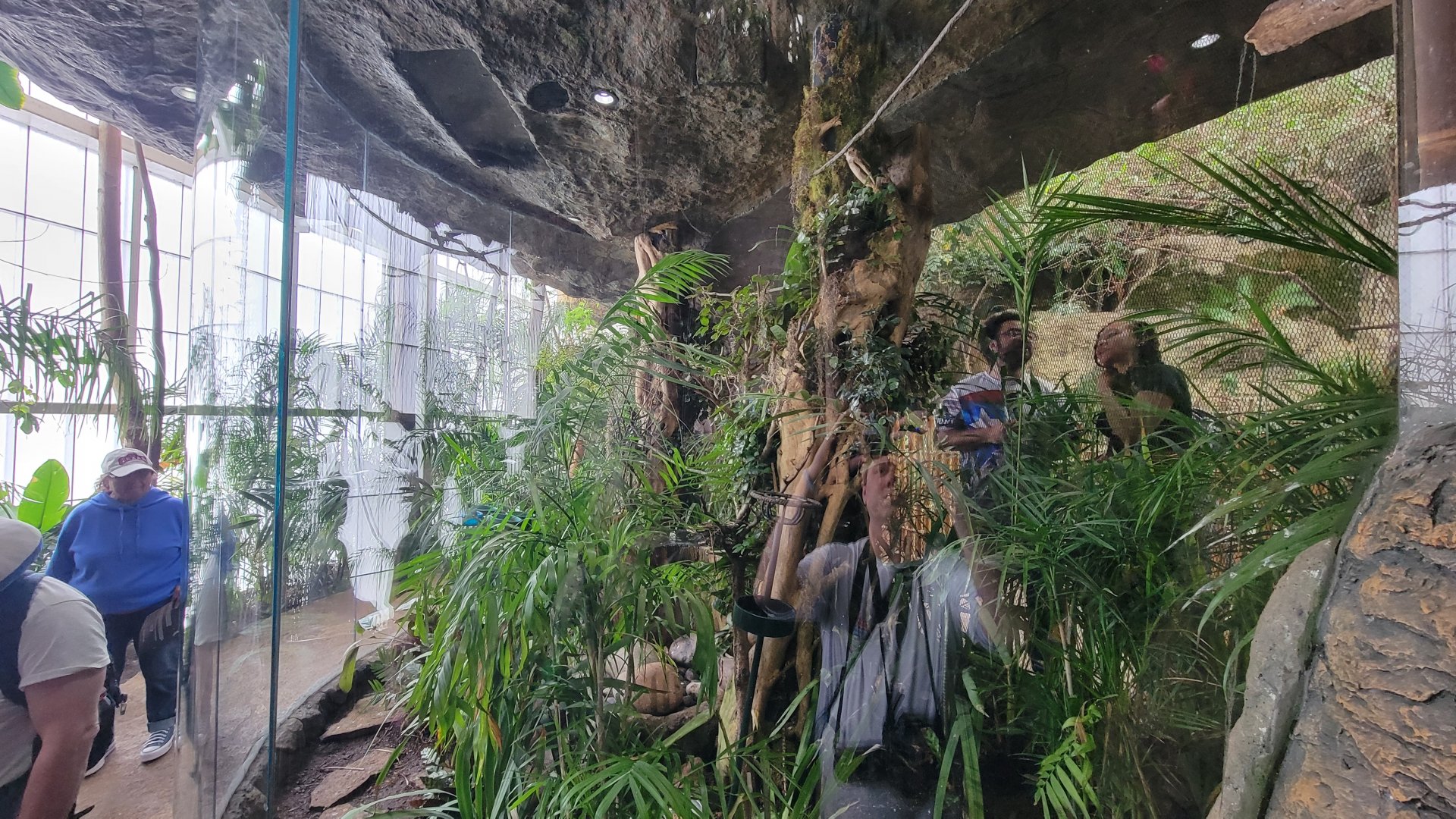 Apr. 2025 - Orinoco Rainforest: Understory - Hidden Treasure - Black-tailed Trogon Exhibit