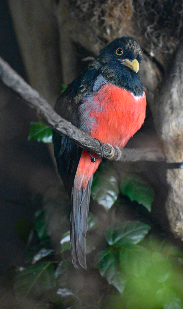Apr. 2025 - Orinoco Rainforest: Understory - Hidden Treasure - Black-tailed Trogon Exhibit